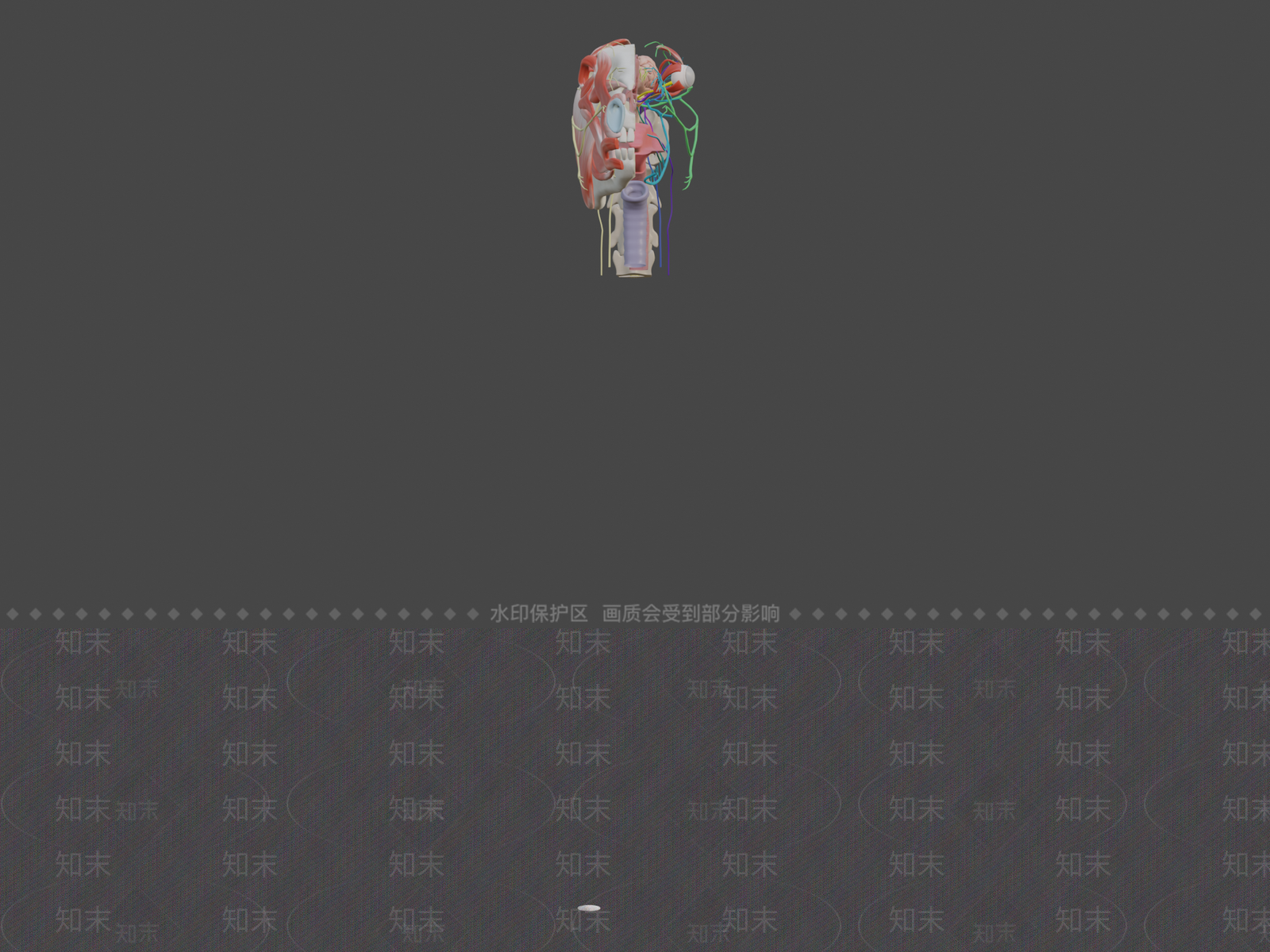 其他动物神经3D模型下载【ID:1197352940】