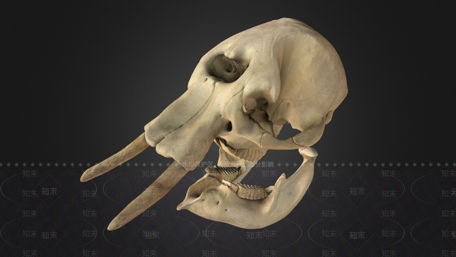 其他动物3D模型下载【ID:1197377233】
