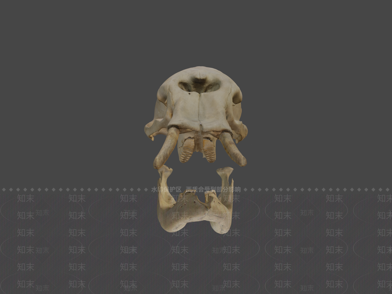 其他动物3D模型下载【ID:1197377233】