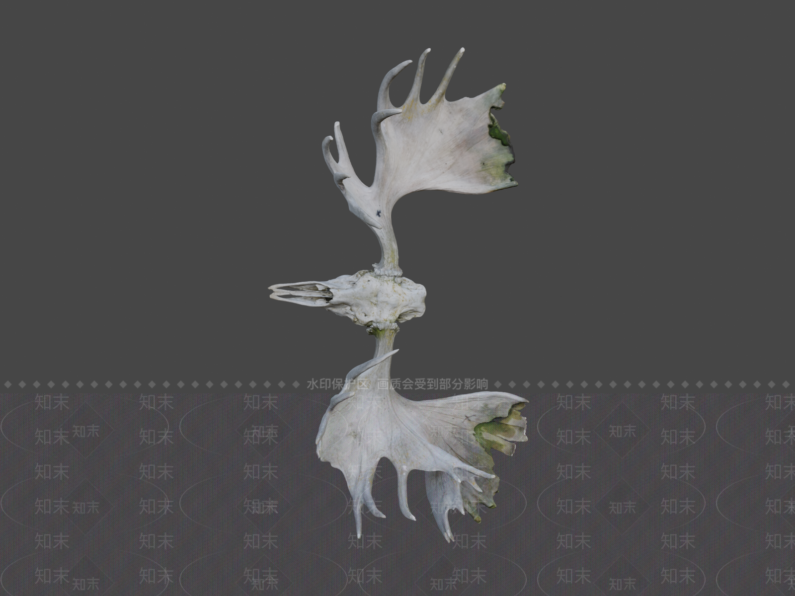 其他动物3D模型下载【ID:1197405025】
