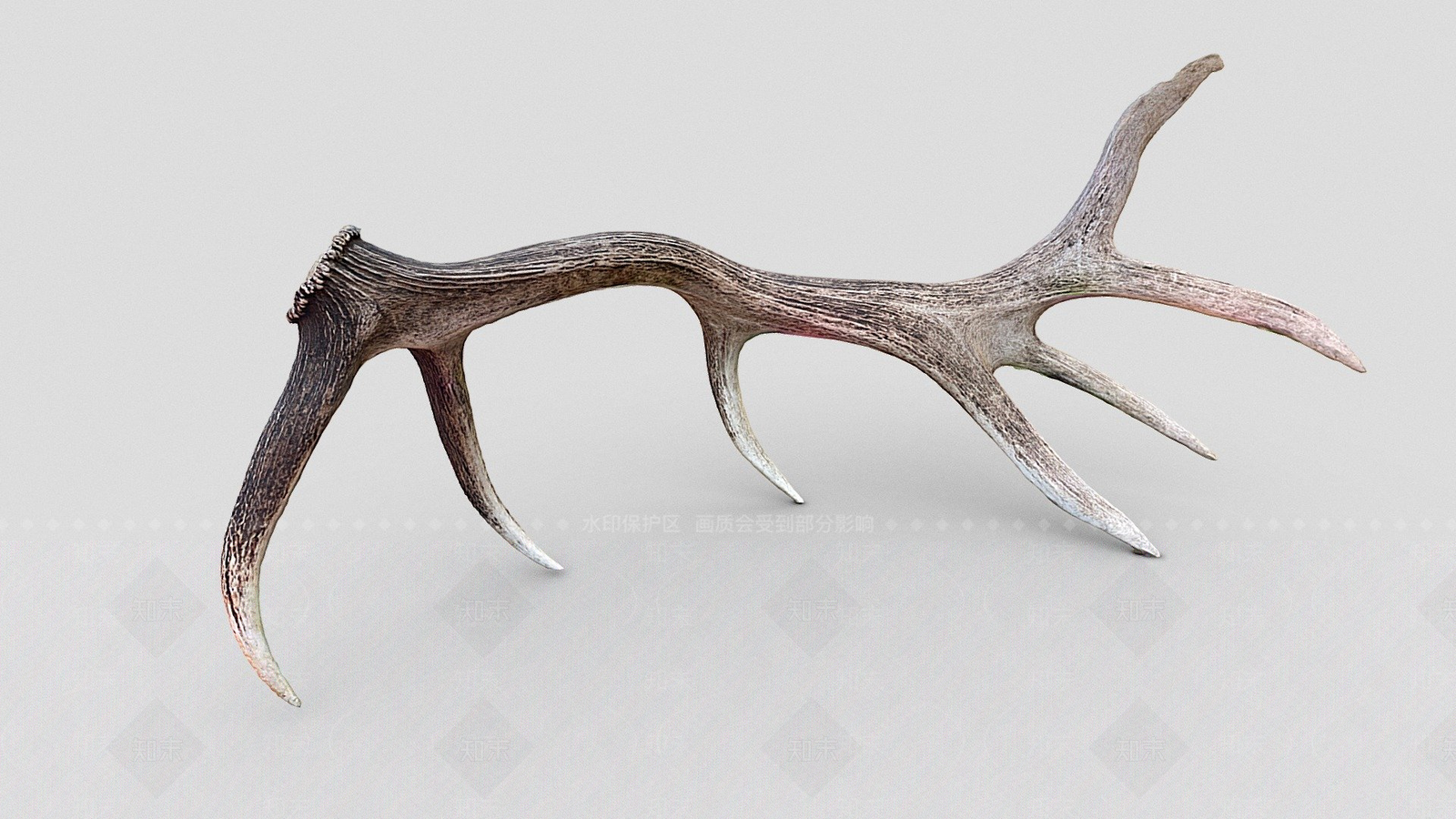 其他动物3D模型下载【ID:1197422283】