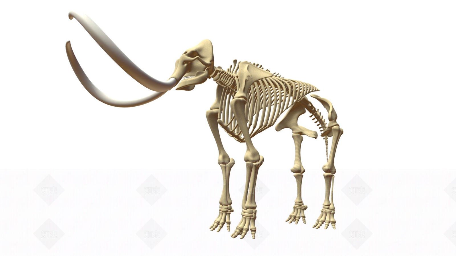 其他动物3D模型下载【ID:1197430934】