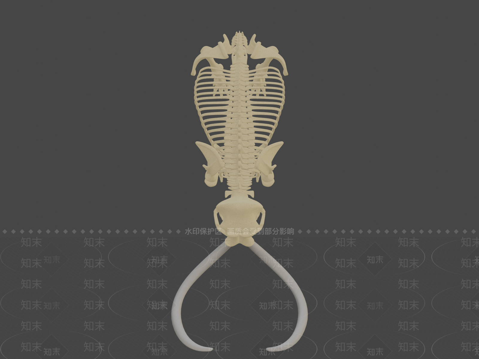 其他动物3D模型下载【ID:1197430934】