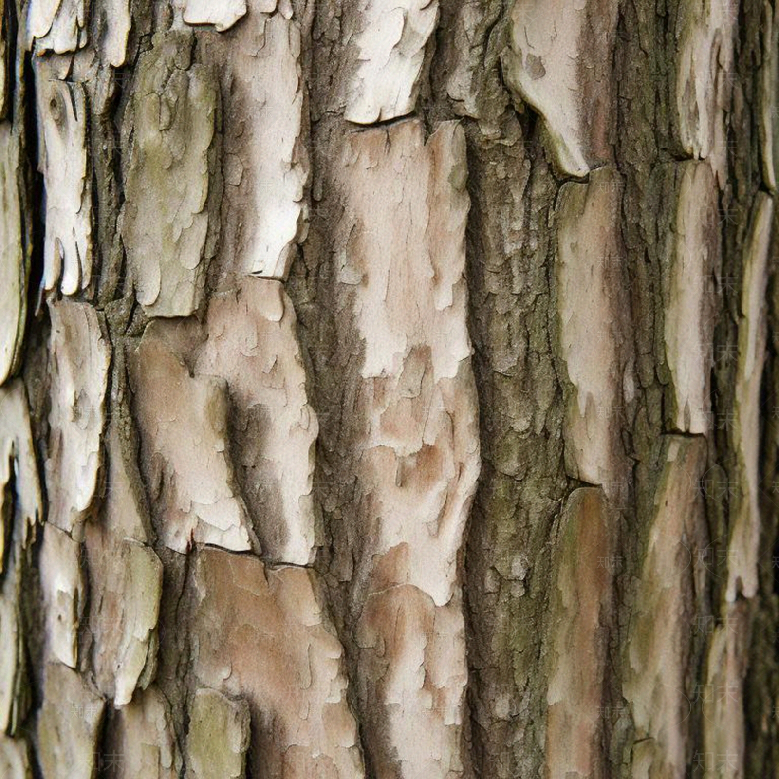 现代树皮贴图下载【ID:1197452995】