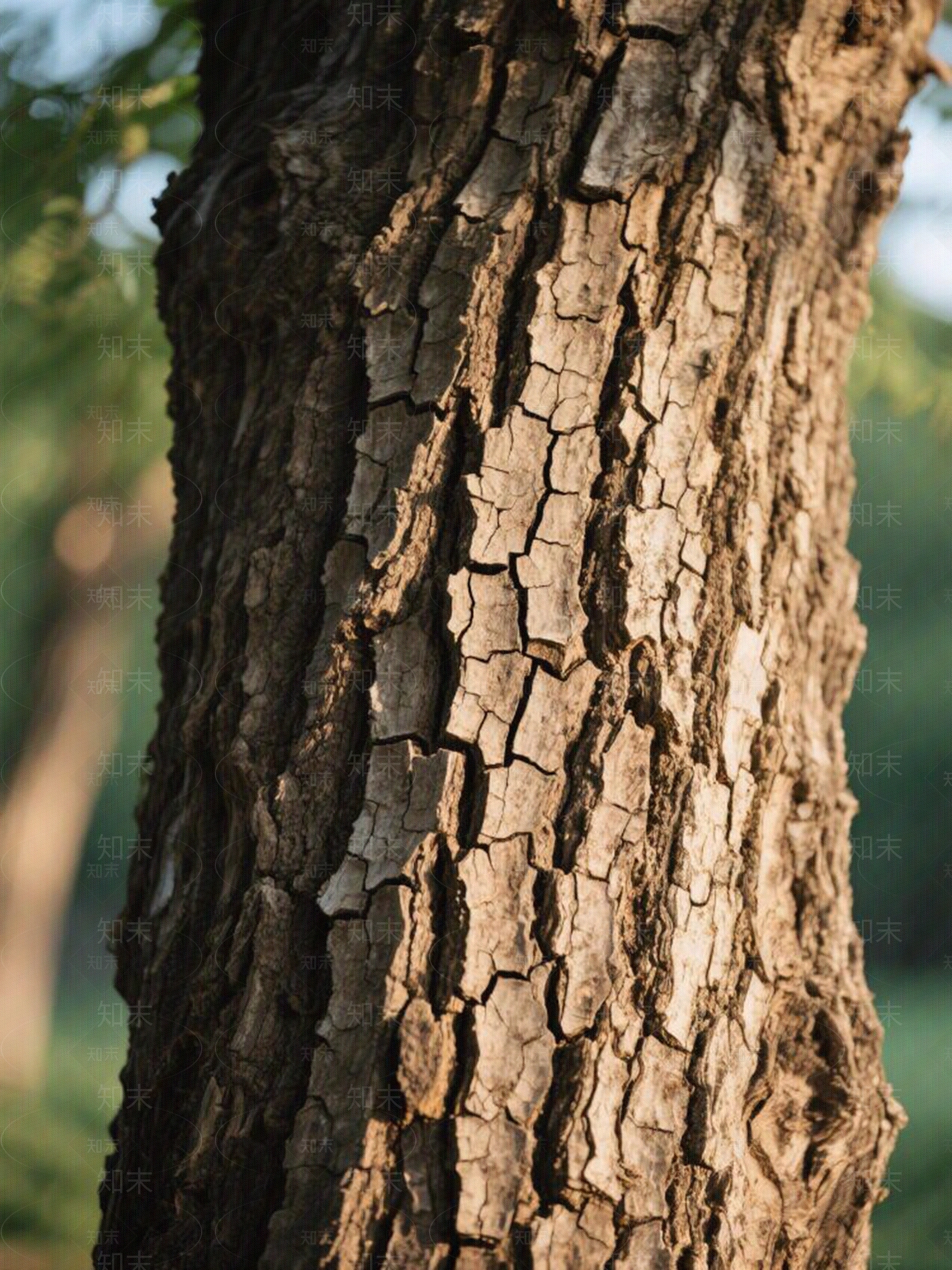 现代树皮贴图下载【ID:1197453068】