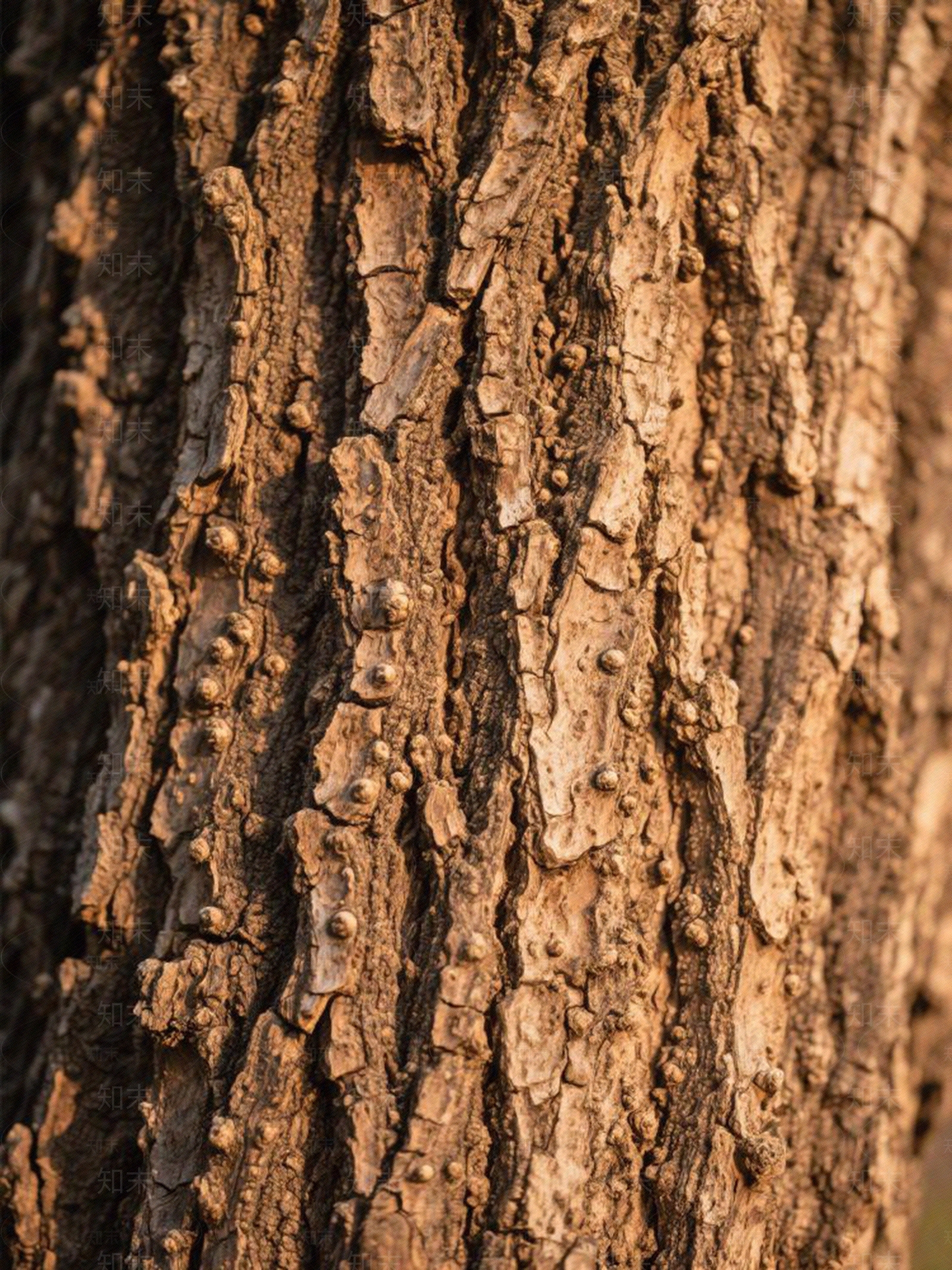 现代树皮贴图下载【ID:1197453188】