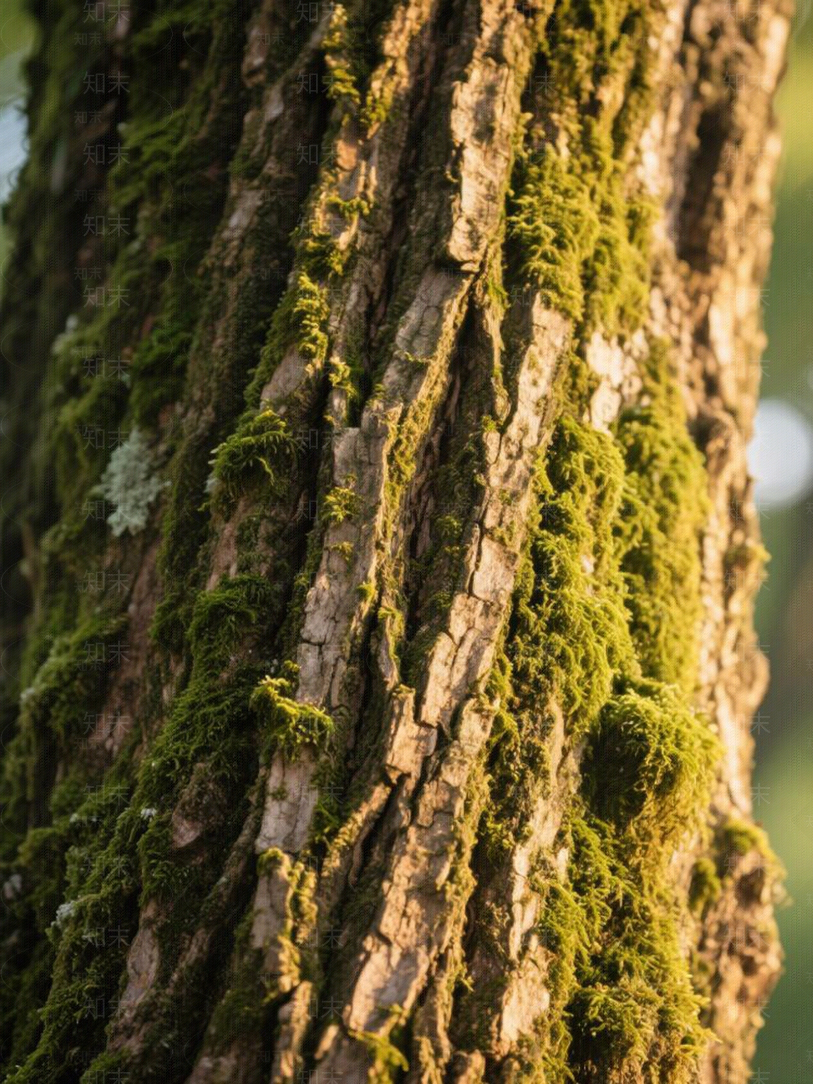现代树皮贴图下载【ID:1197453512】