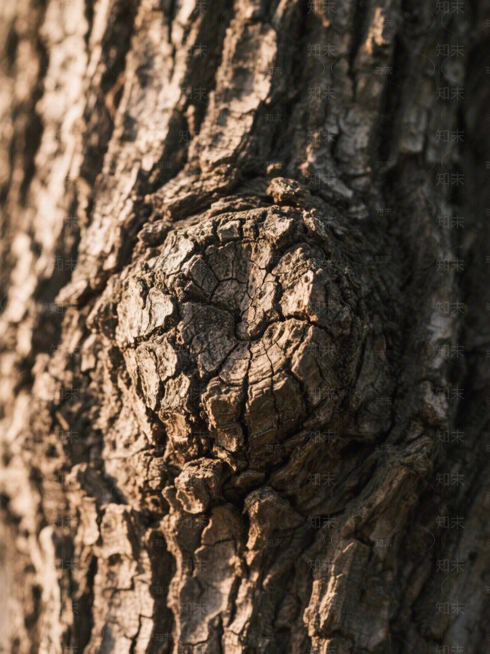 现代树皮贴图下载【ID:1197453664】
