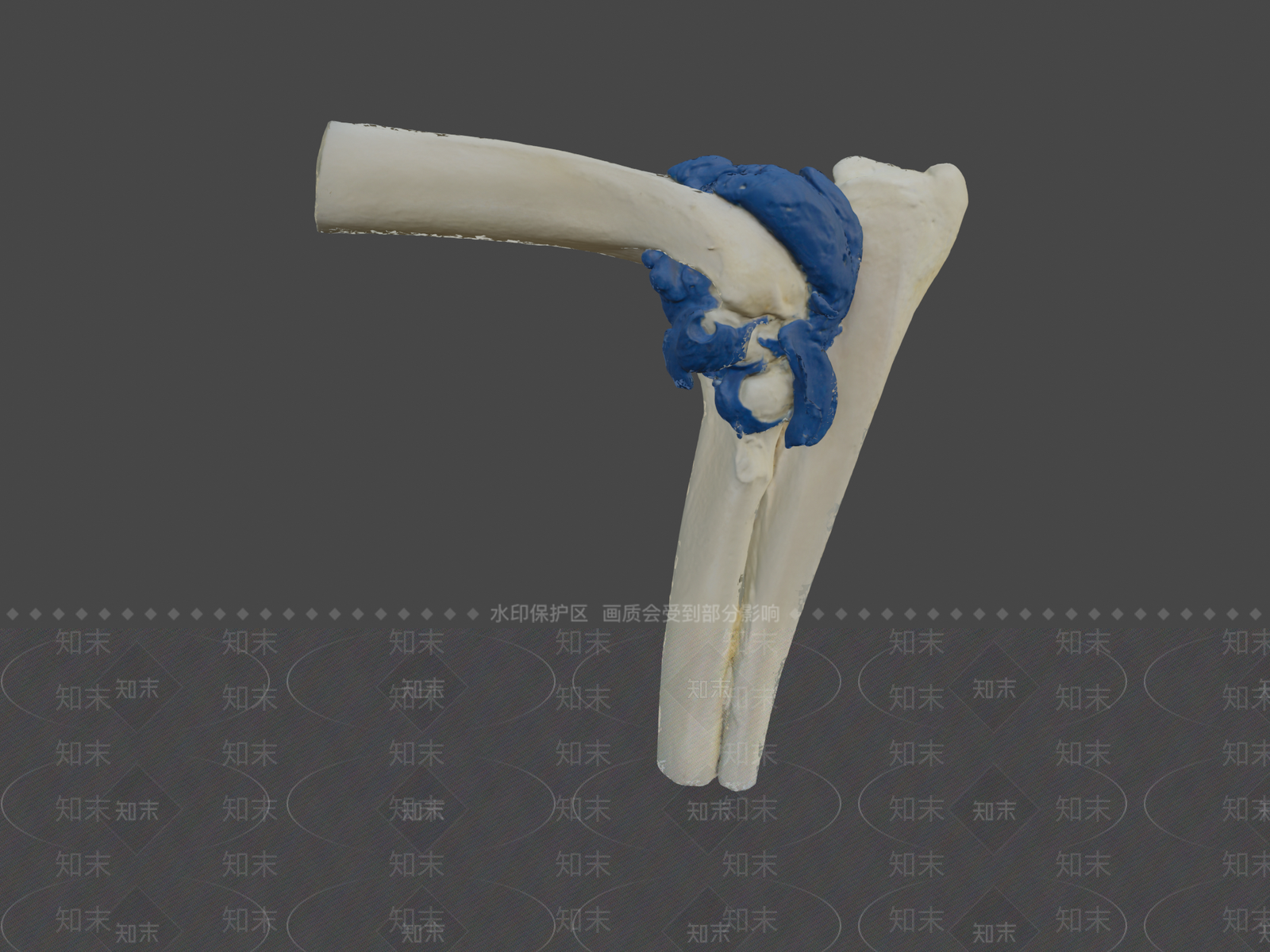 其他动物3D模型下载【ID:1197523937】