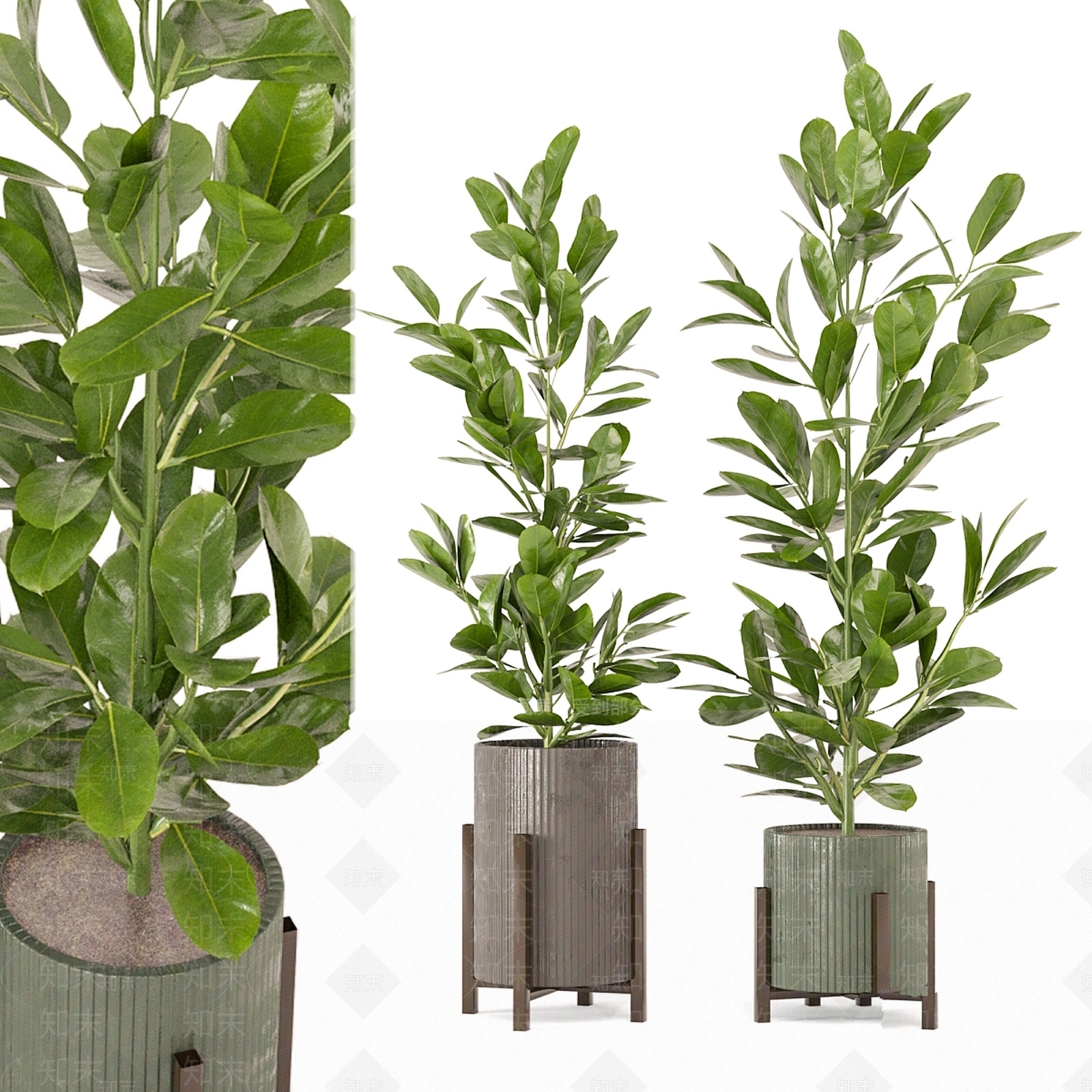 盆栽3D模型下载【ID:1197525768】