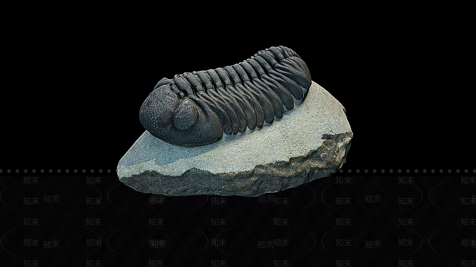 其他动物3D模型下载【ID:1197531528】