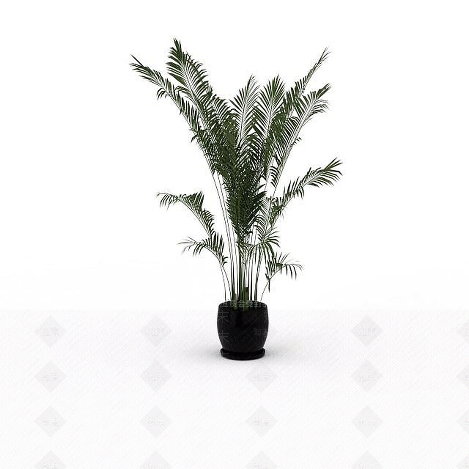 现代袖珍椰子树3D模型下载【ID:1197584027】