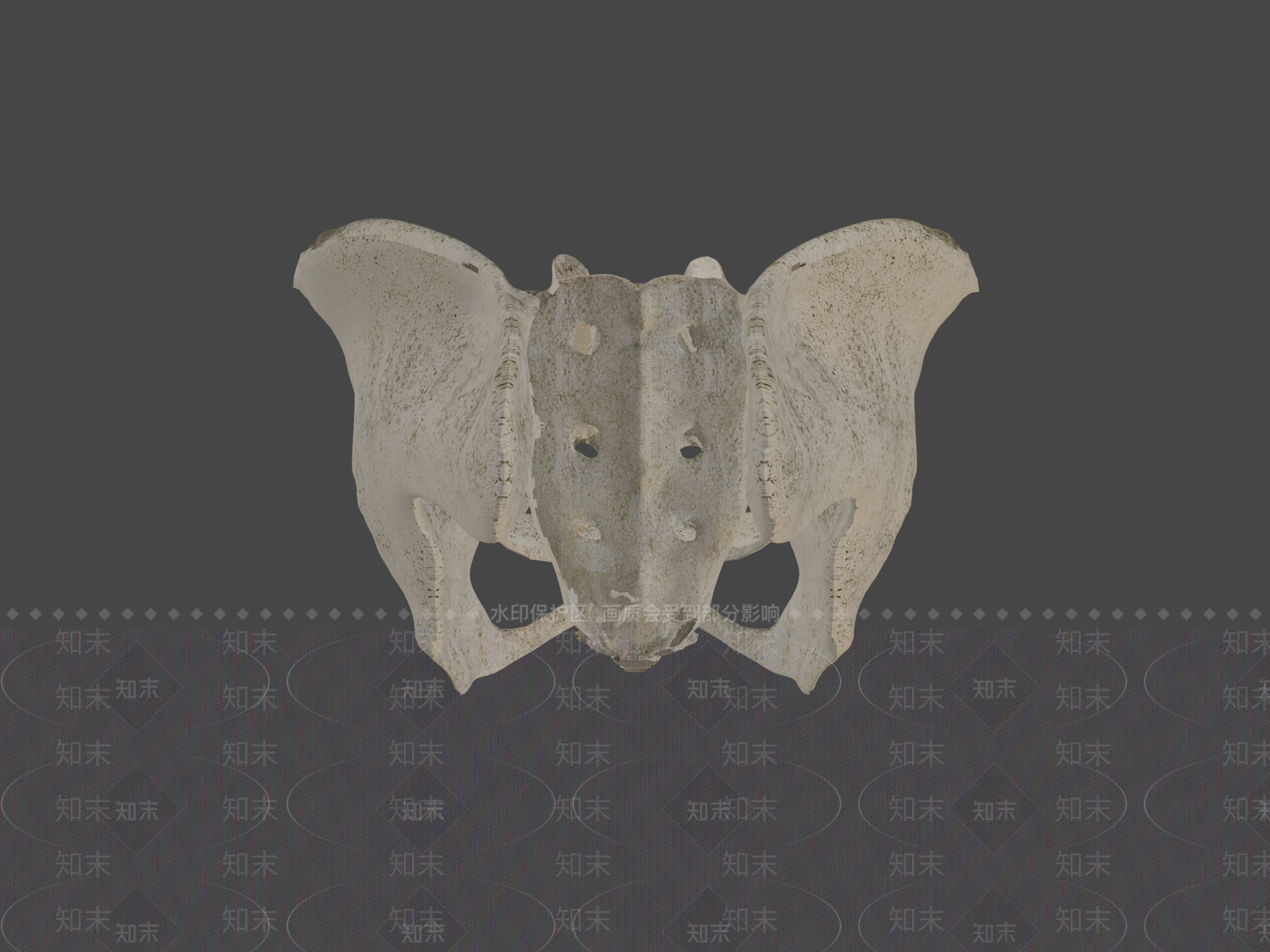 其他动物3D模型下载【ID:1197636150】