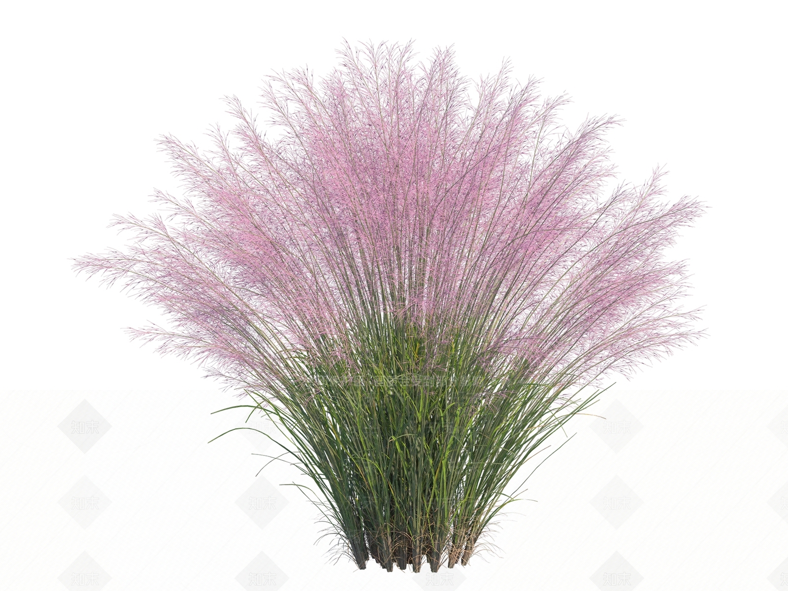 现代草本植物SU模型下载【ID:1197767329】