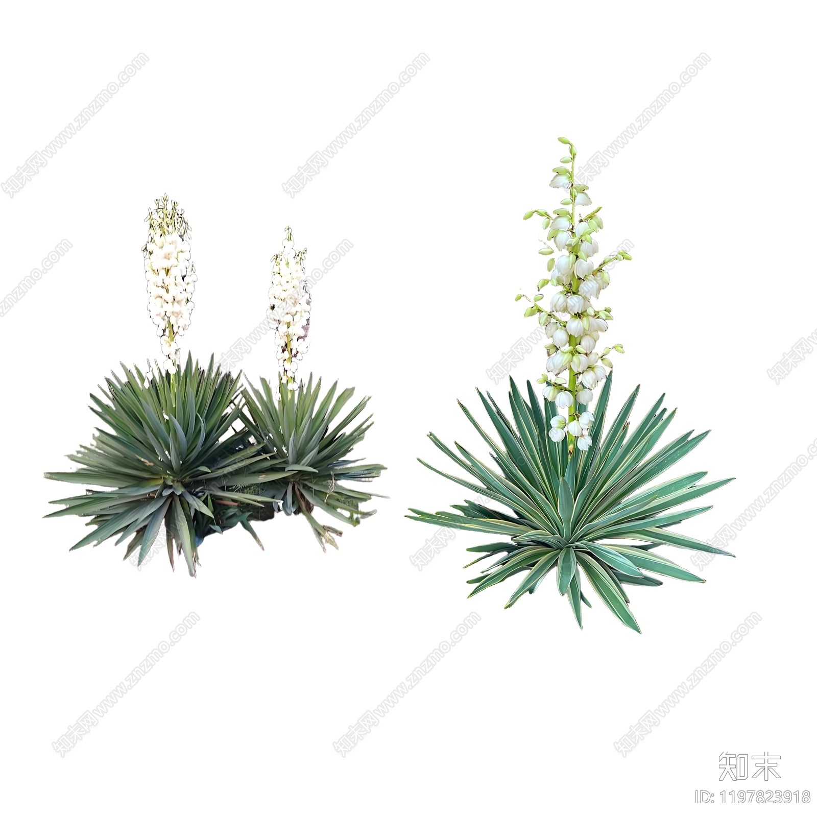 现代奶油热带植物下载【ID:1197823918】