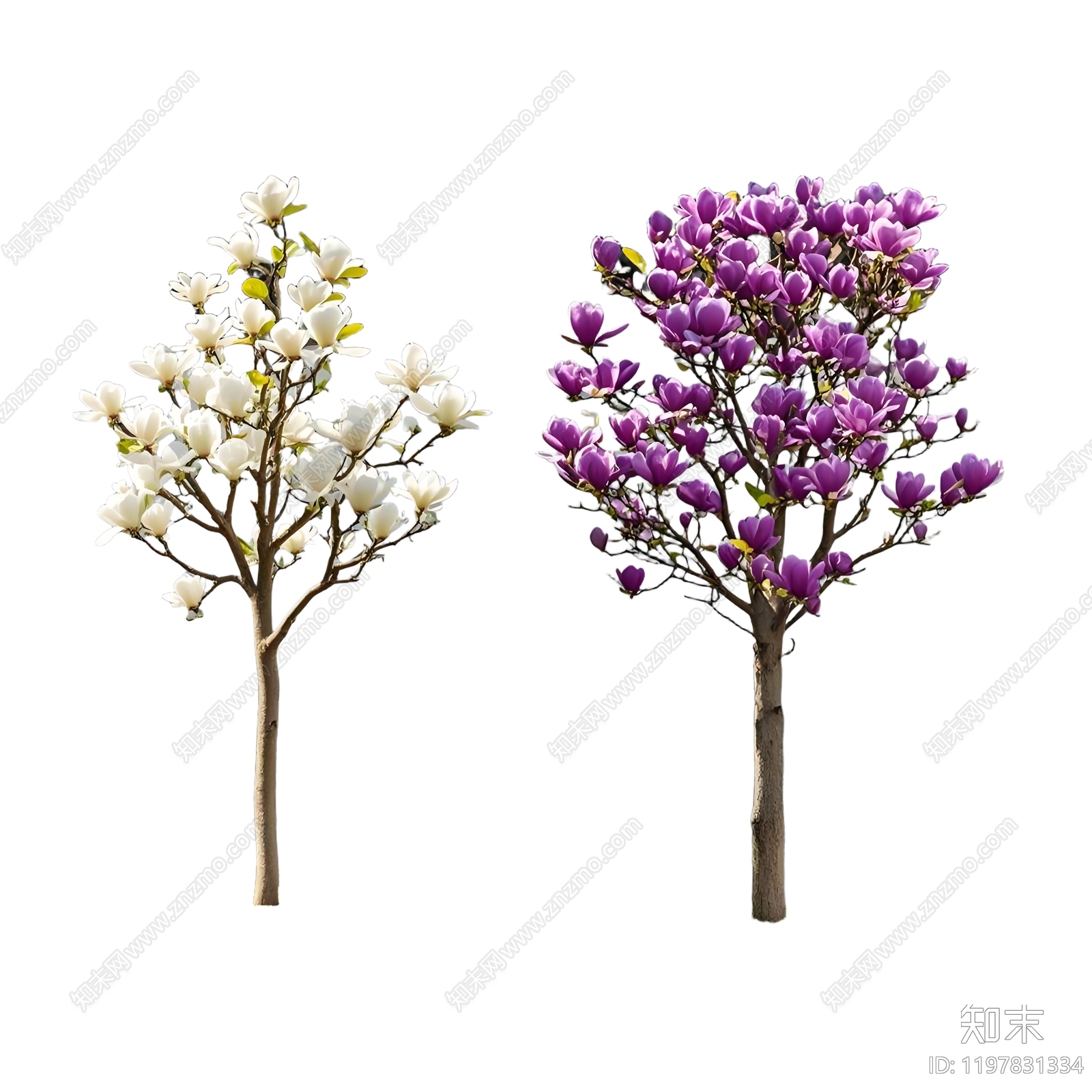 现代乔木下载【ID:1197831334】