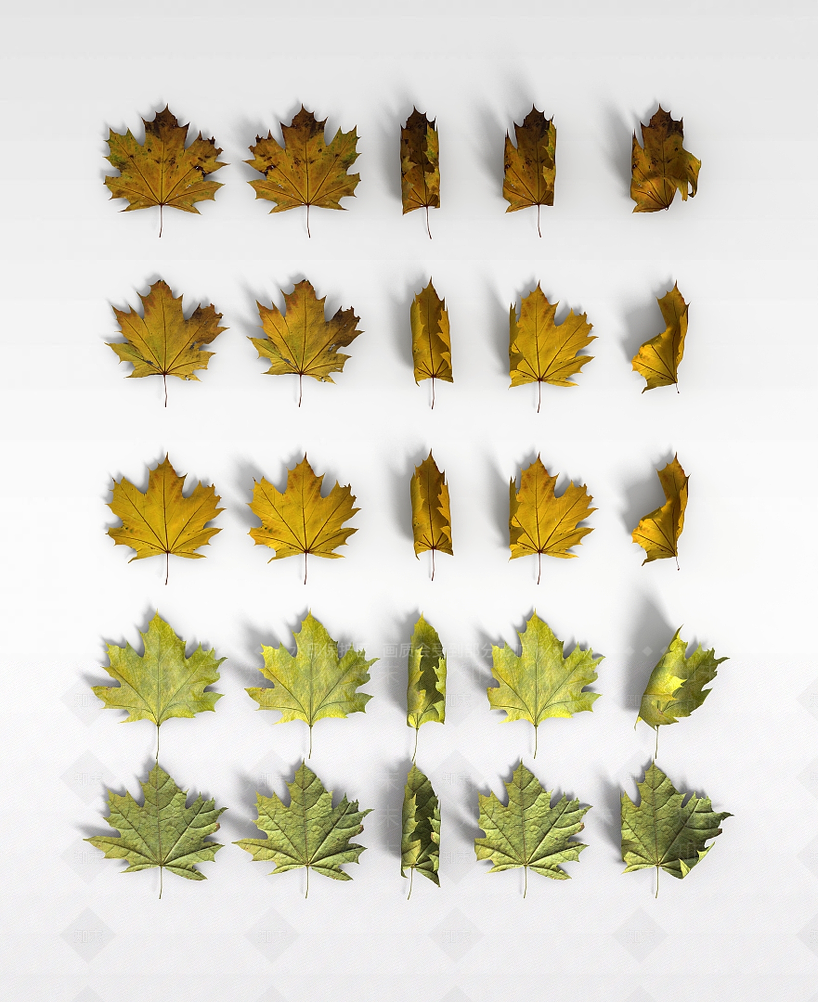 现代枫叶3D模型下载【ID:1197864755】