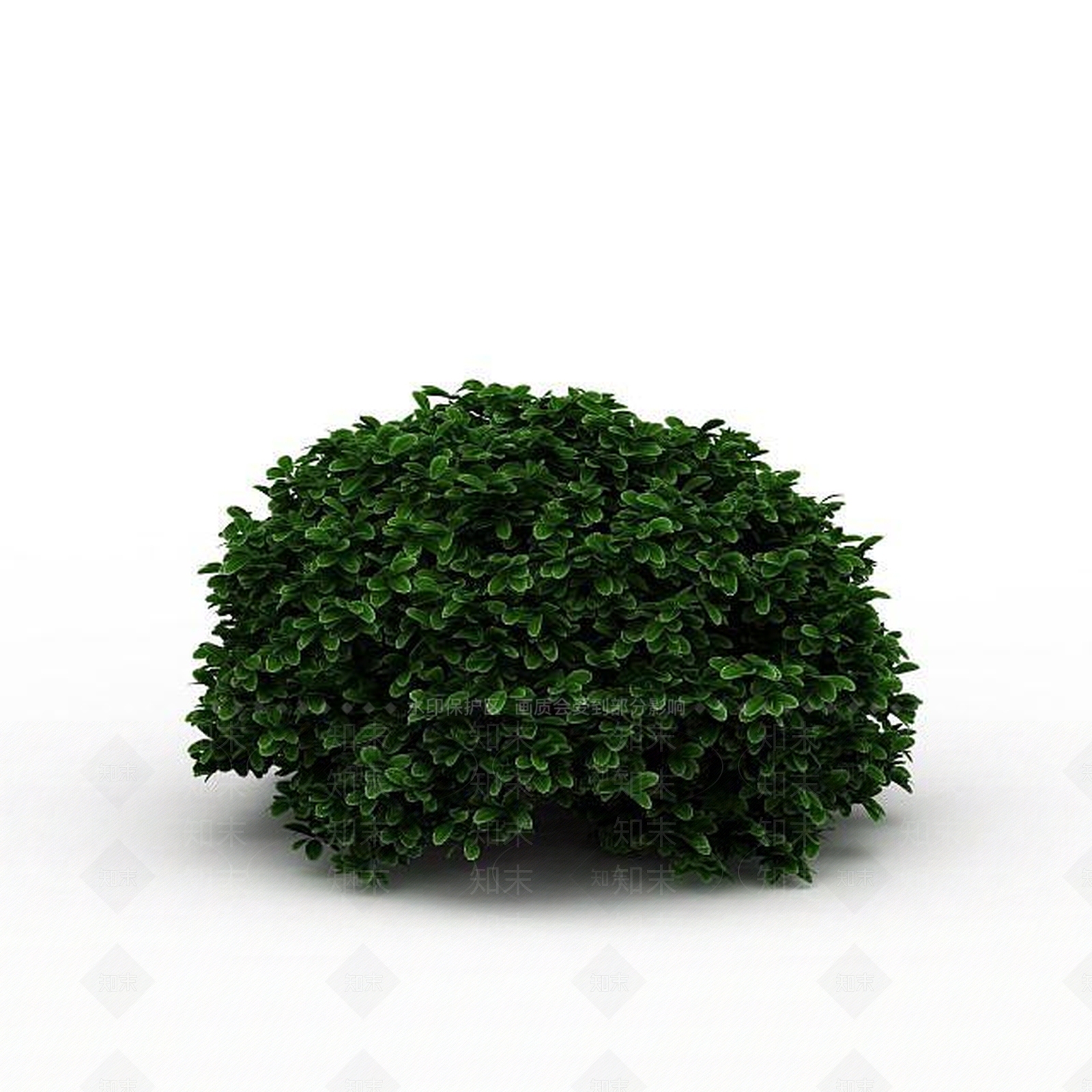 现代海桐灌木3D模型下载【ID:1197878849】