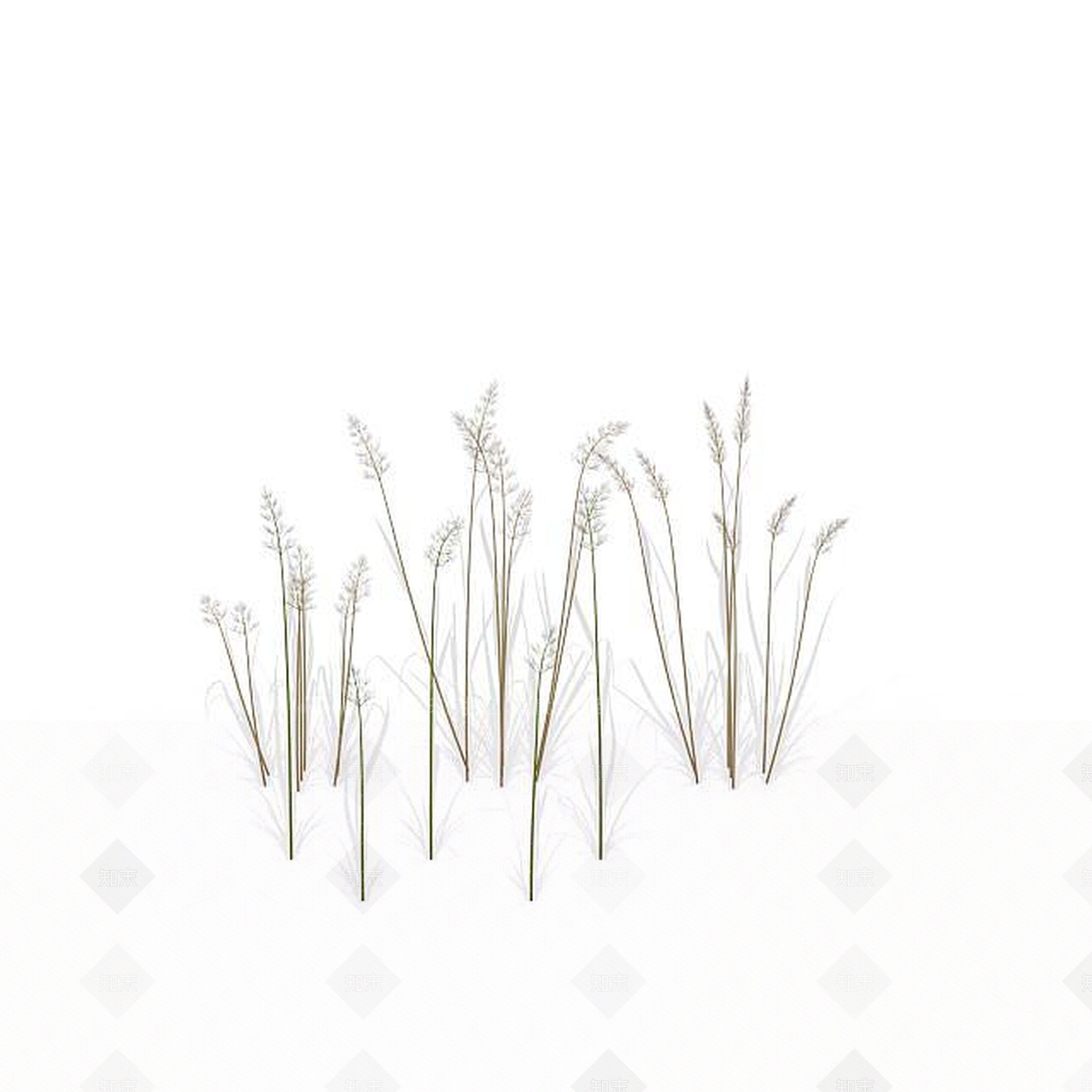 现代芒草3D模型下载【ID:1197880277】