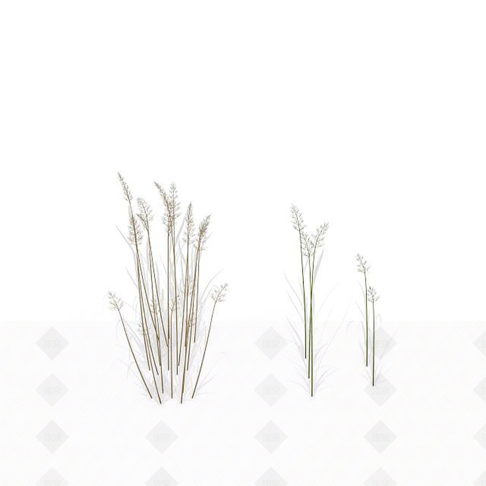 现代芒草3D模型下载【ID:1197880277】