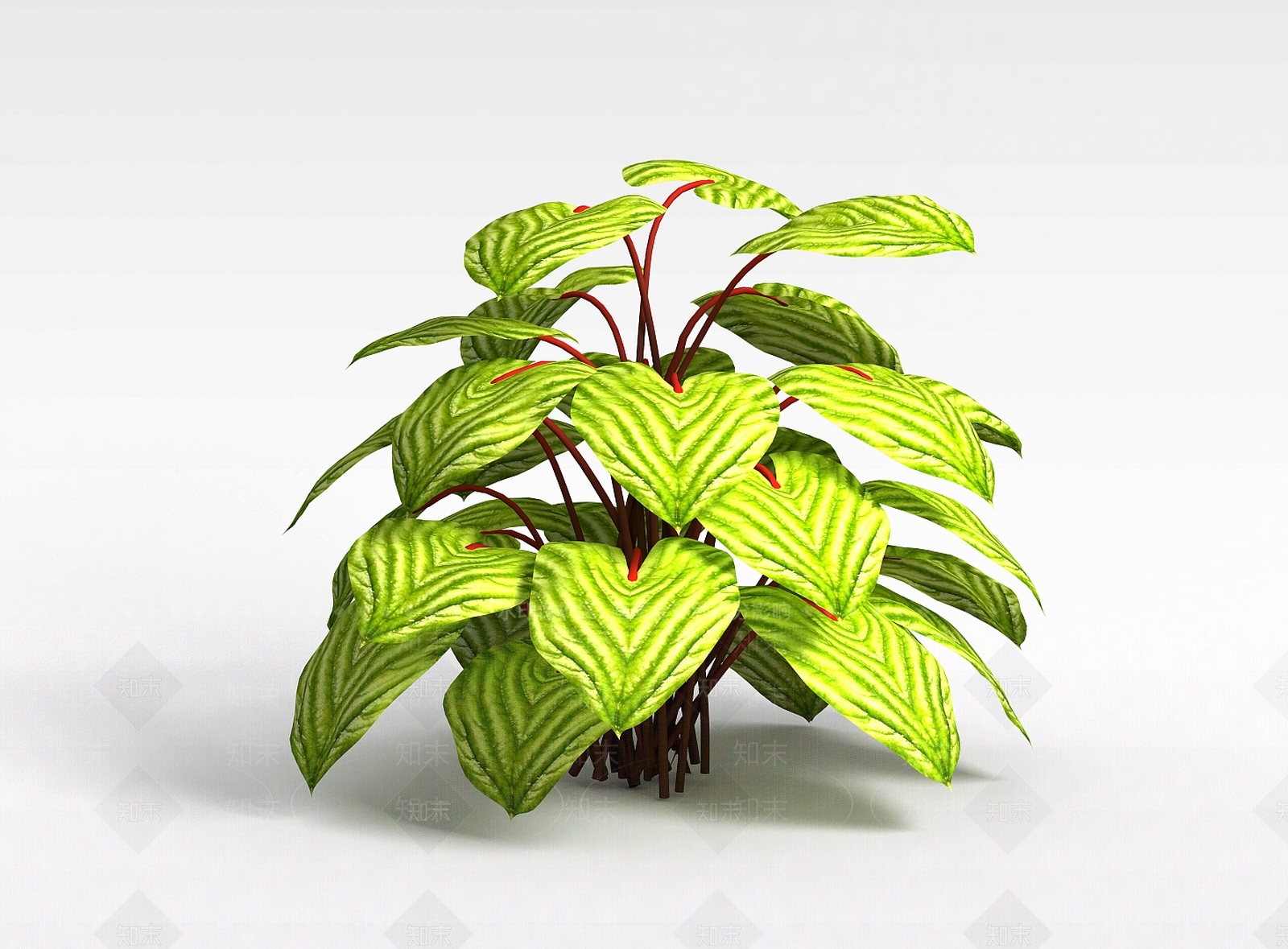现代圆叶竹芋3D模型下载【ID:1198030556】