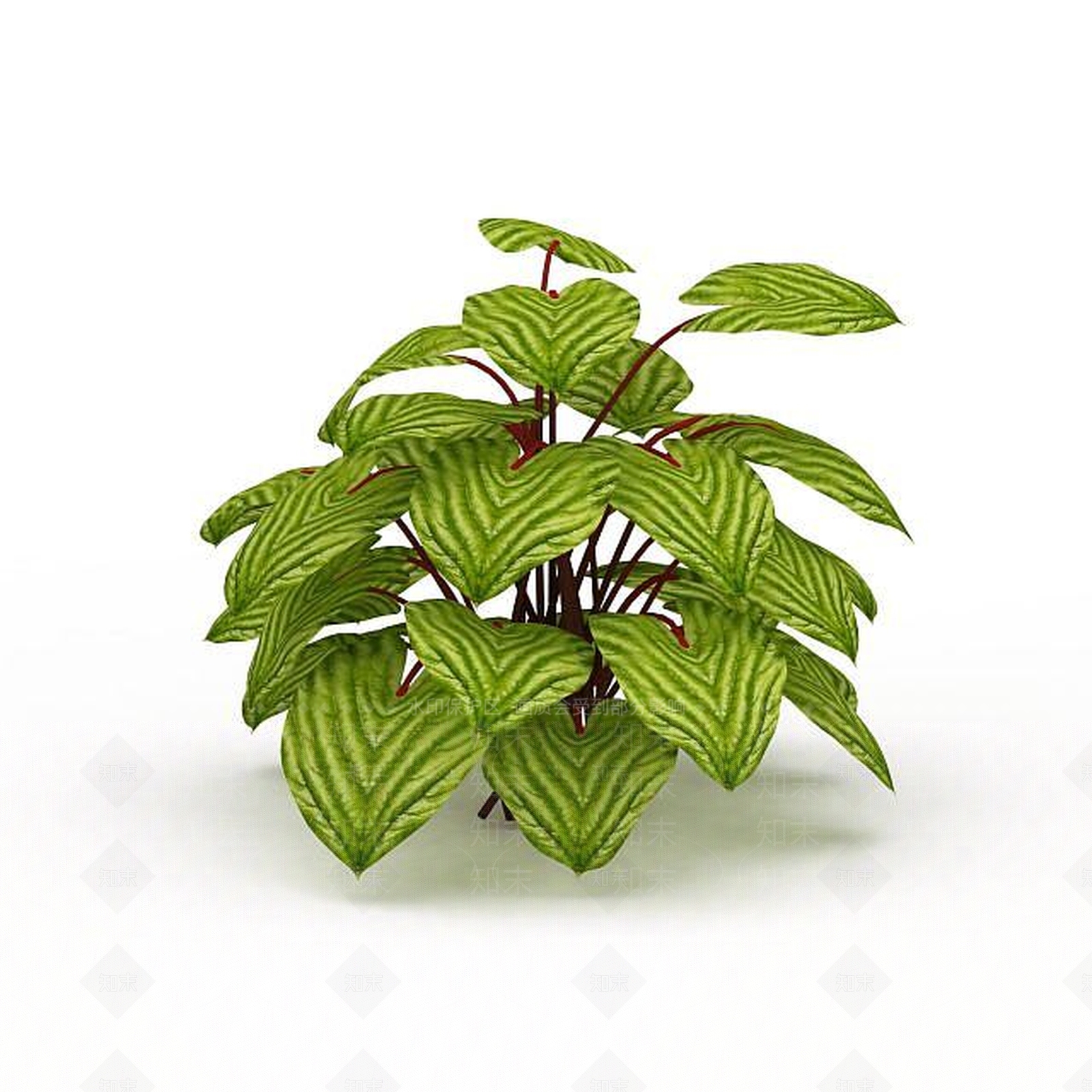现代圆叶竹芋3D模型下载【ID:1198030556】