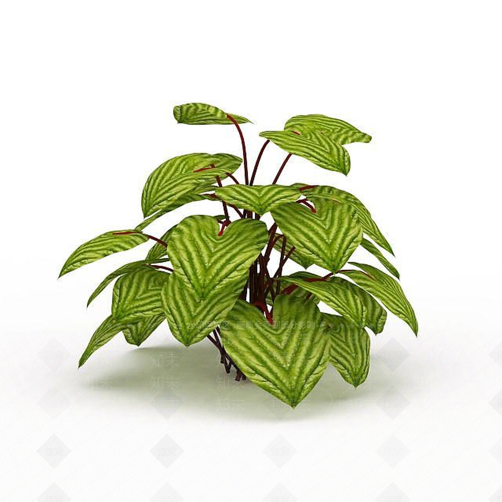 现代圆叶竹芋3D模型下载【ID:1198030556】