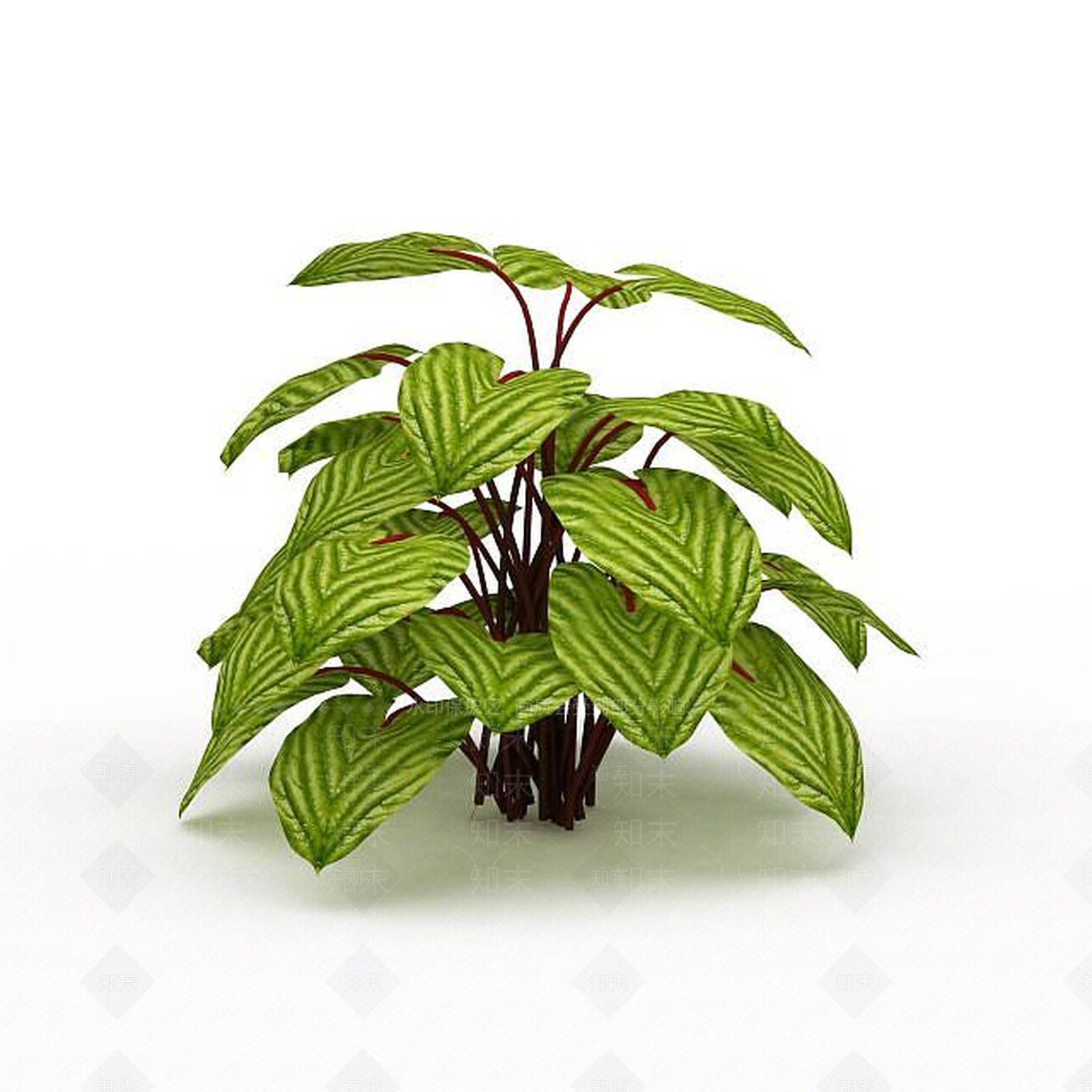 现代圆叶竹芋3D模型下载【ID:1198030556】