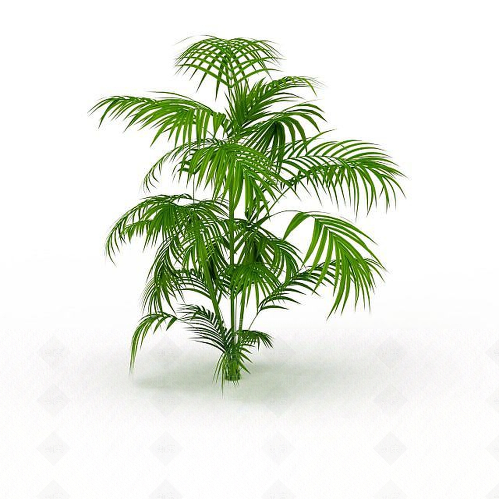 现代热带灌木3D模型下载【ID:1198031055】