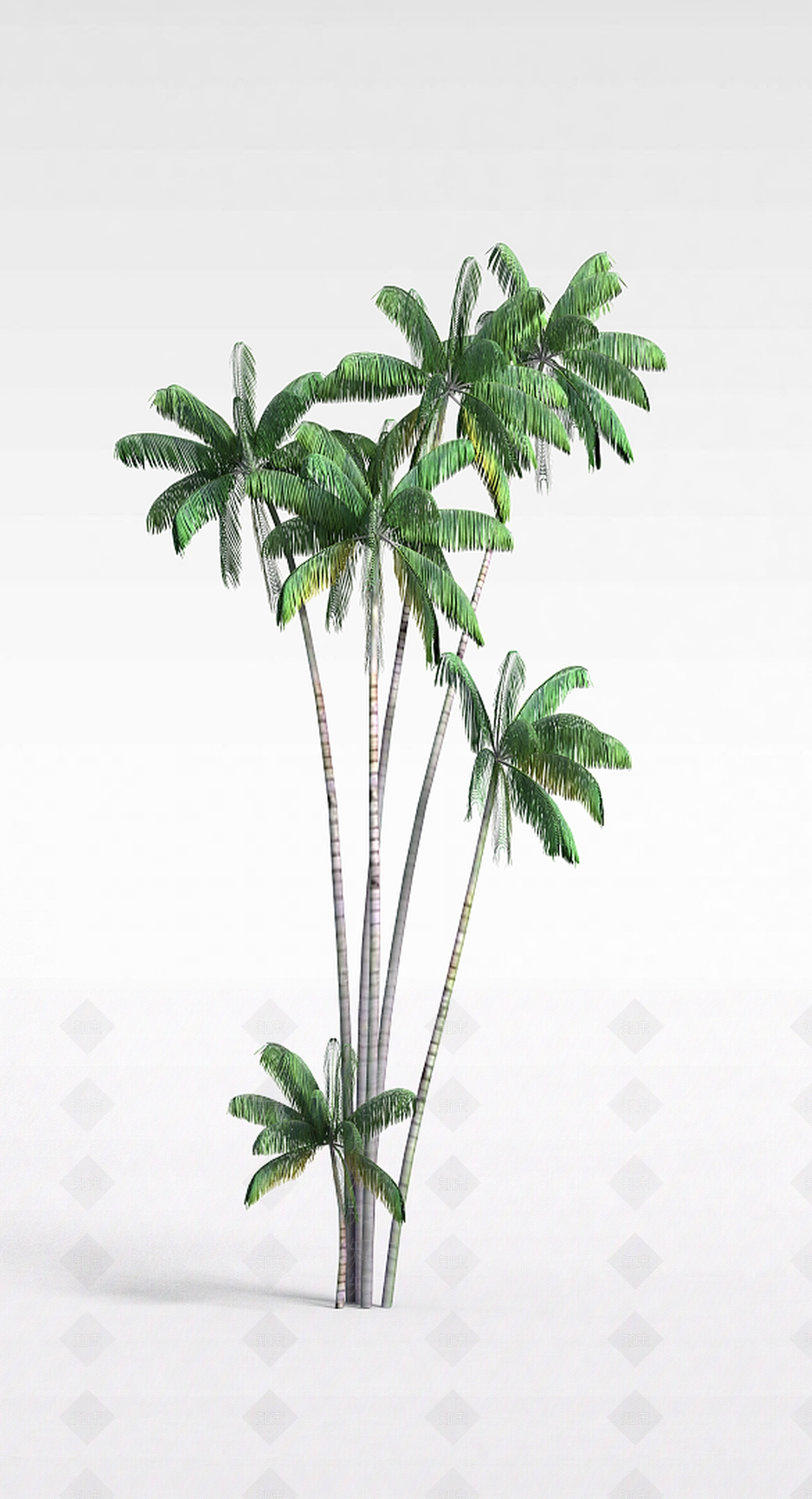 现代椰子树3D模型下载【ID:1198036482】