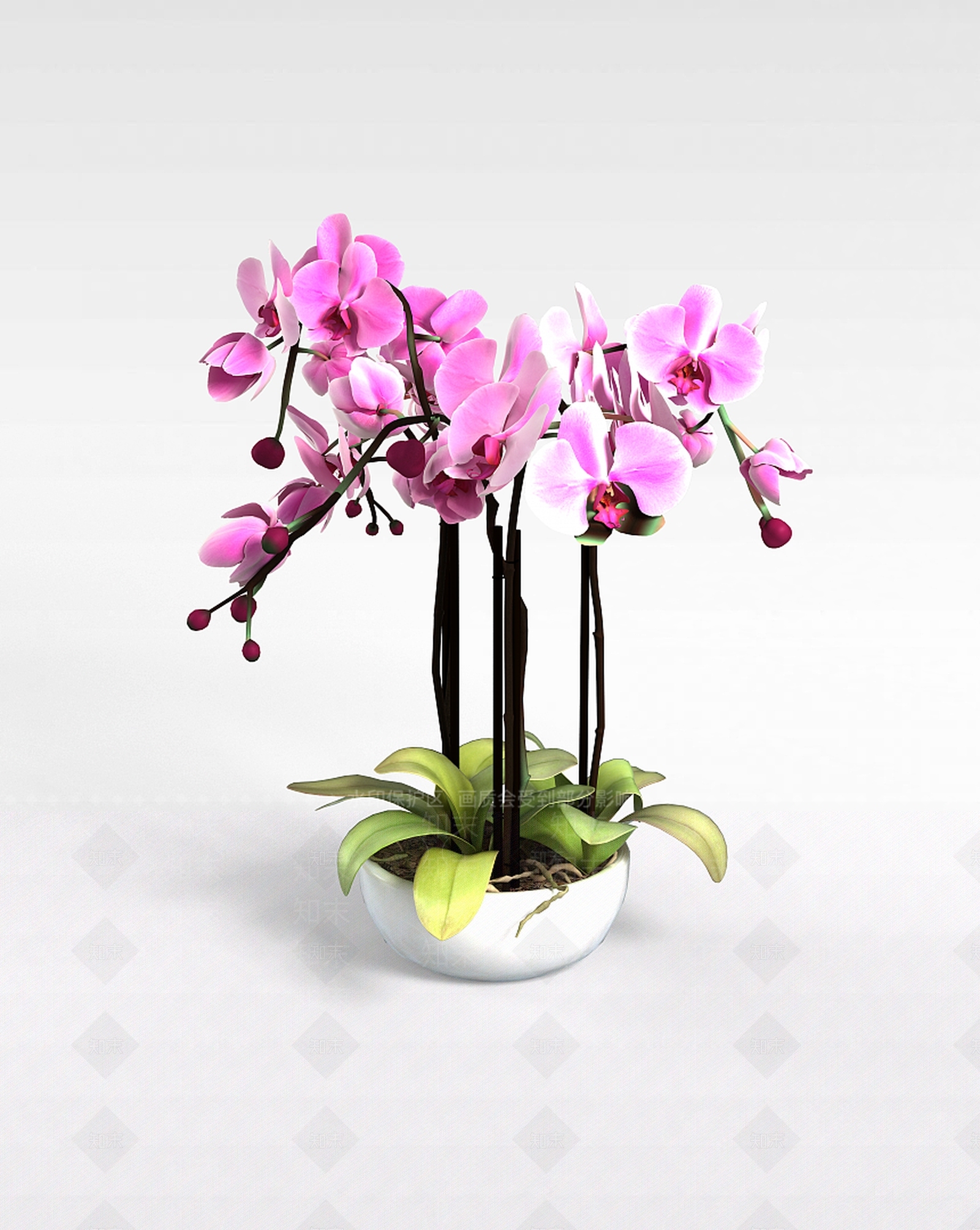 现代蝴蝶兰3D模型下载【ID:1198040096】