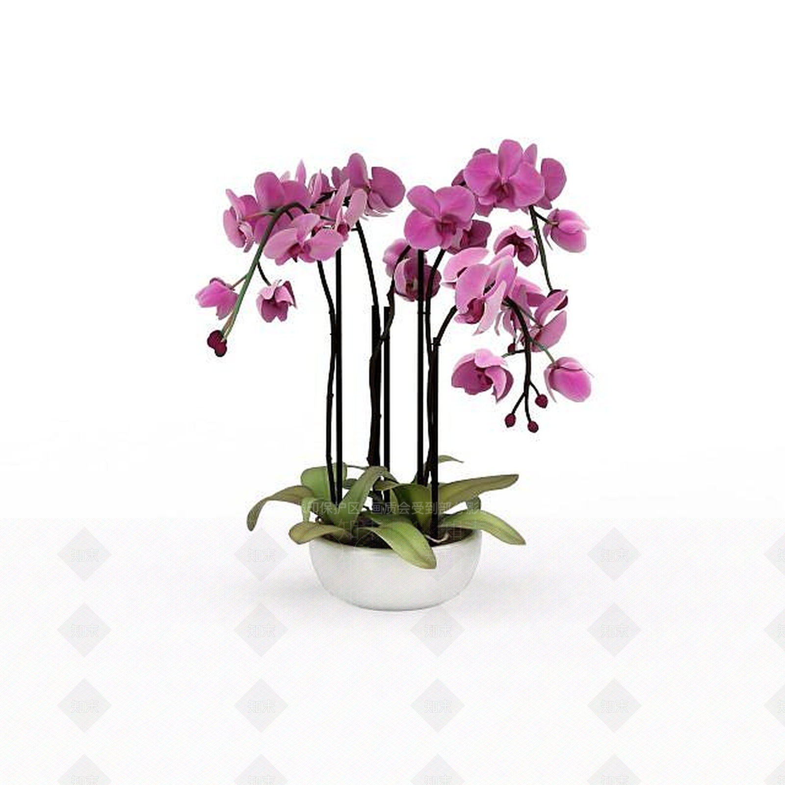 现代蝴蝶兰3D模型下载【ID:1198040096】