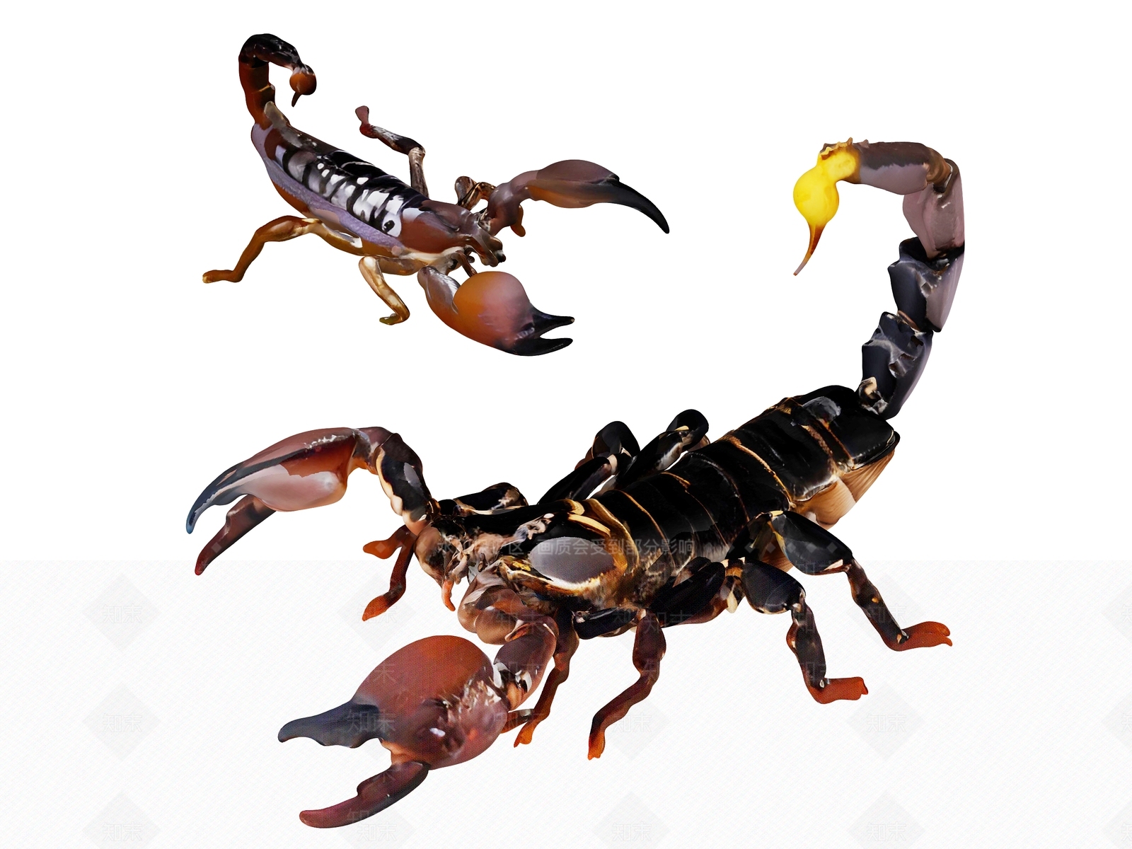 爬行类动物3D模型下载【ID:1198172263】