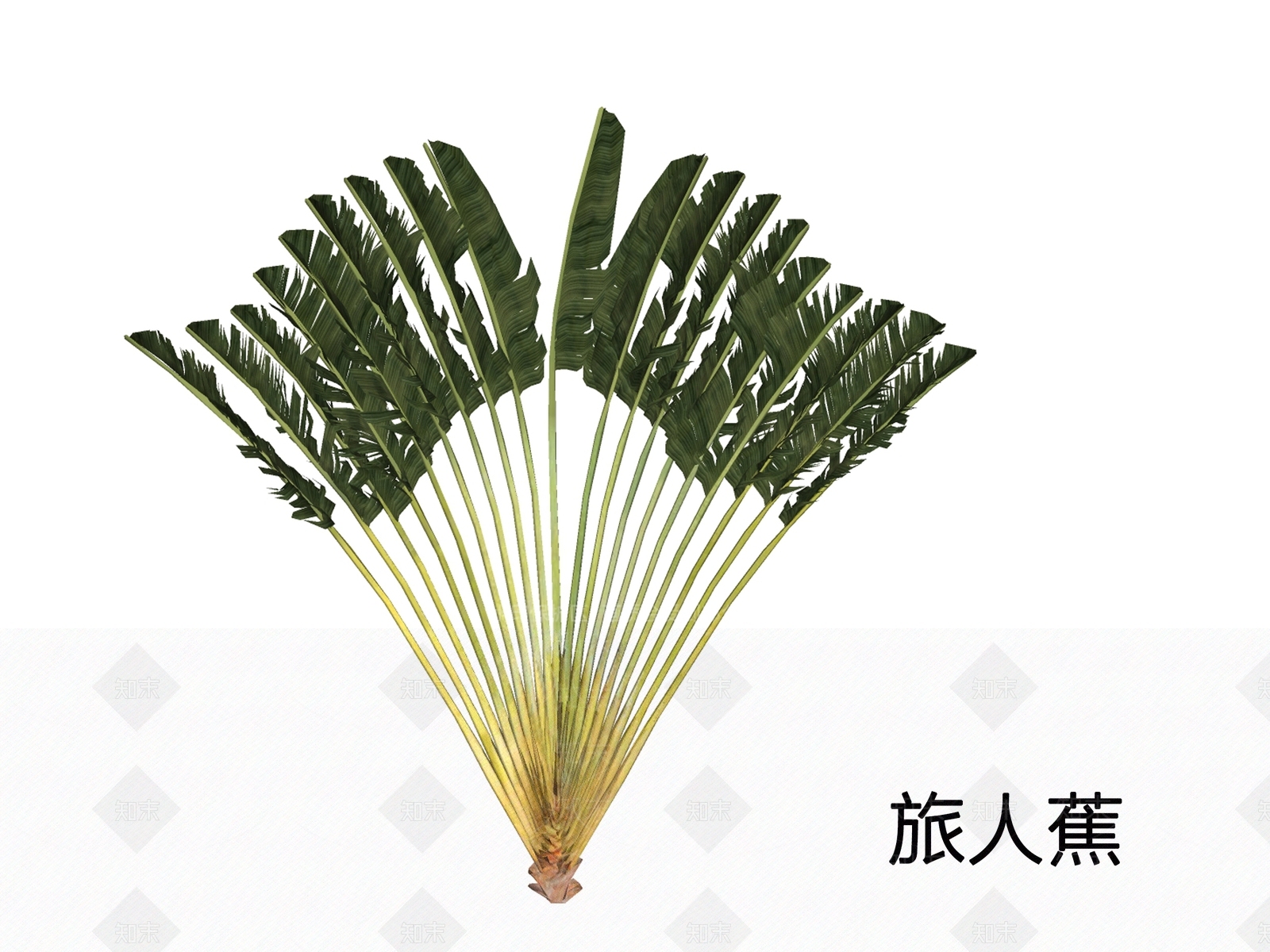 乔木SU模型下载【ID:1198314778】