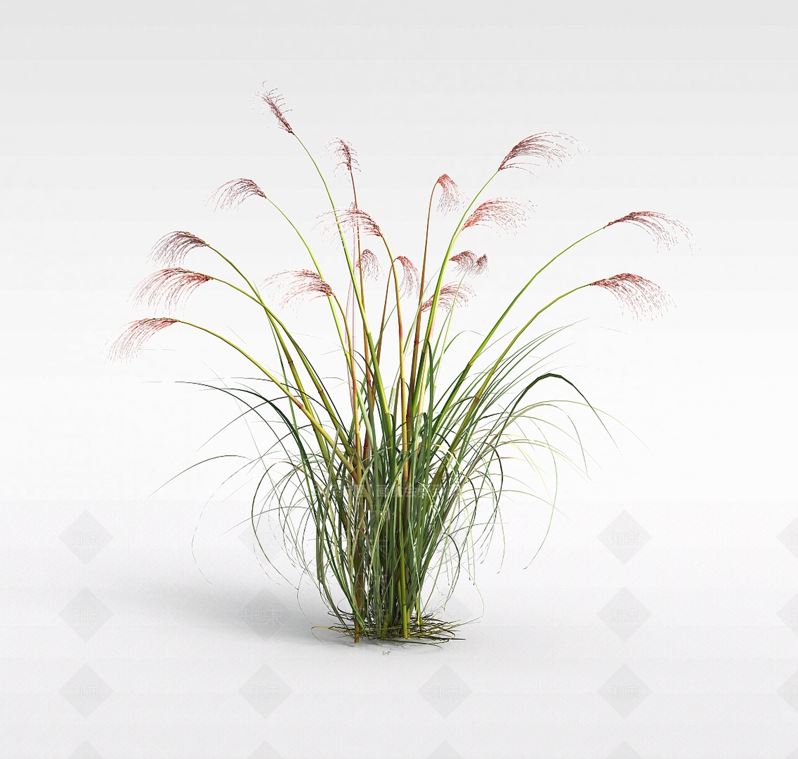 现代芦苇草3D模型下载【ID:1198608943】
