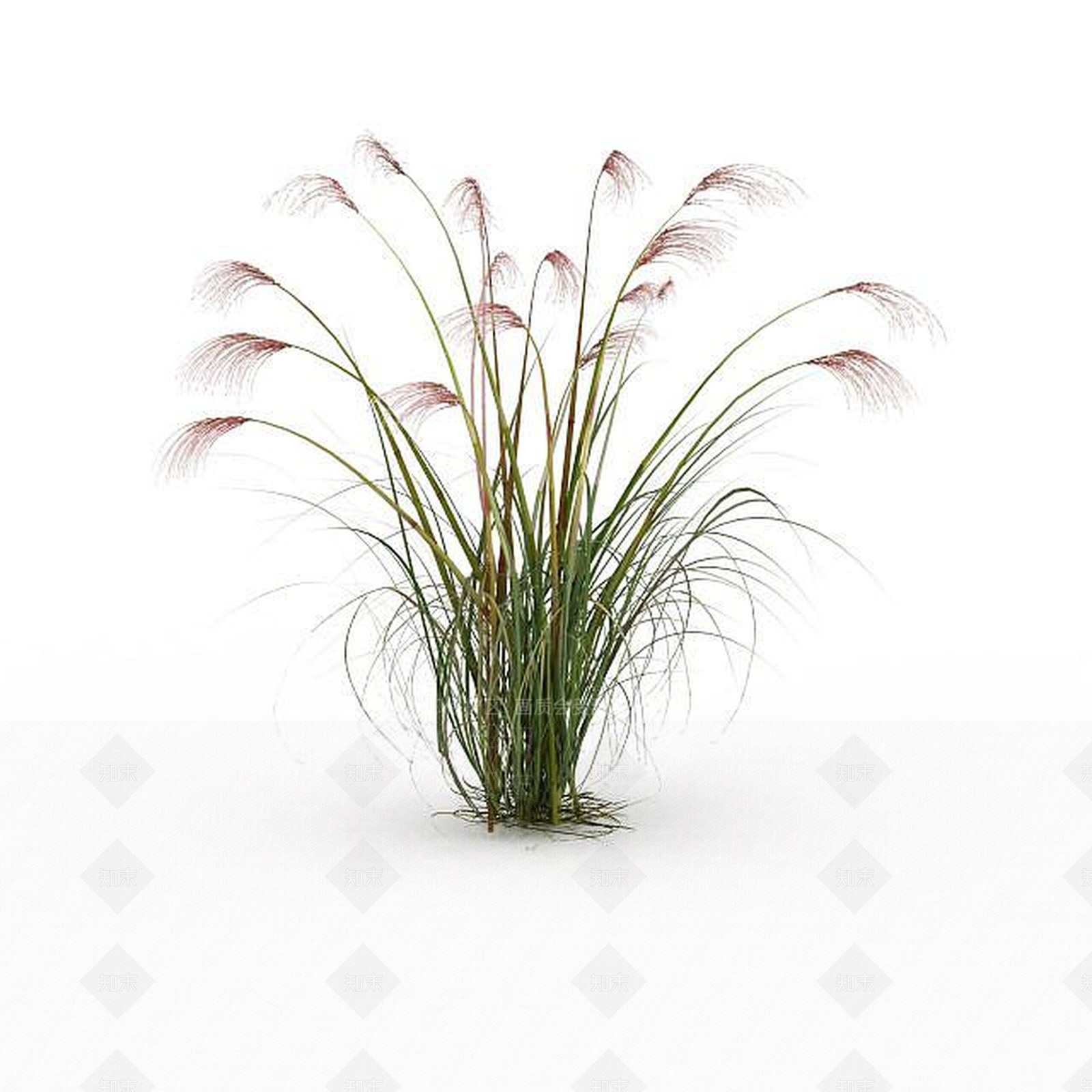 现代芦苇草3D模型下载【ID:1198608943】