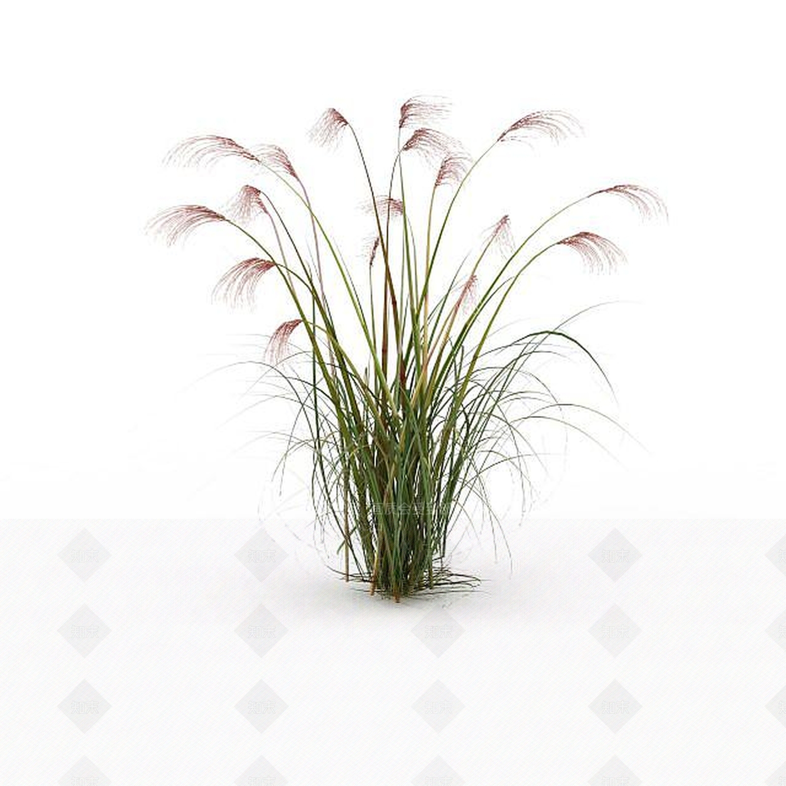 现代芦苇草3D模型下载【ID:1198608943】