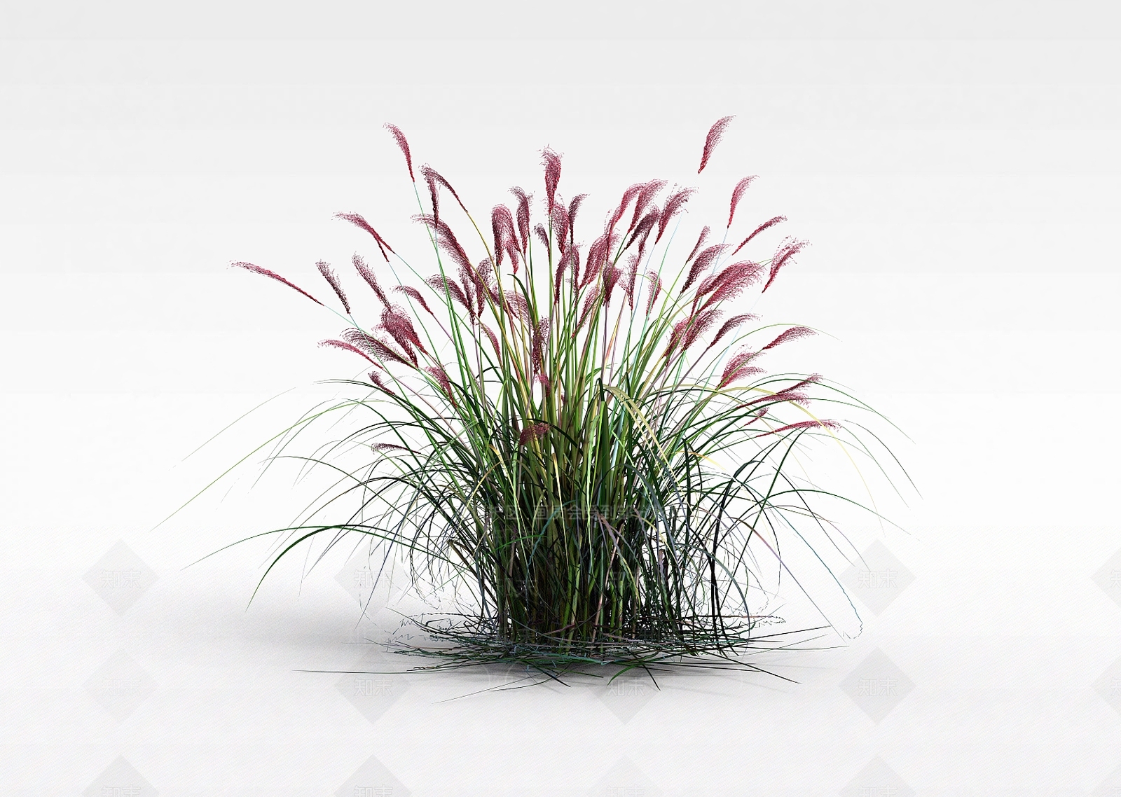 现代芦苇草3D模型下载【ID:1198608588】