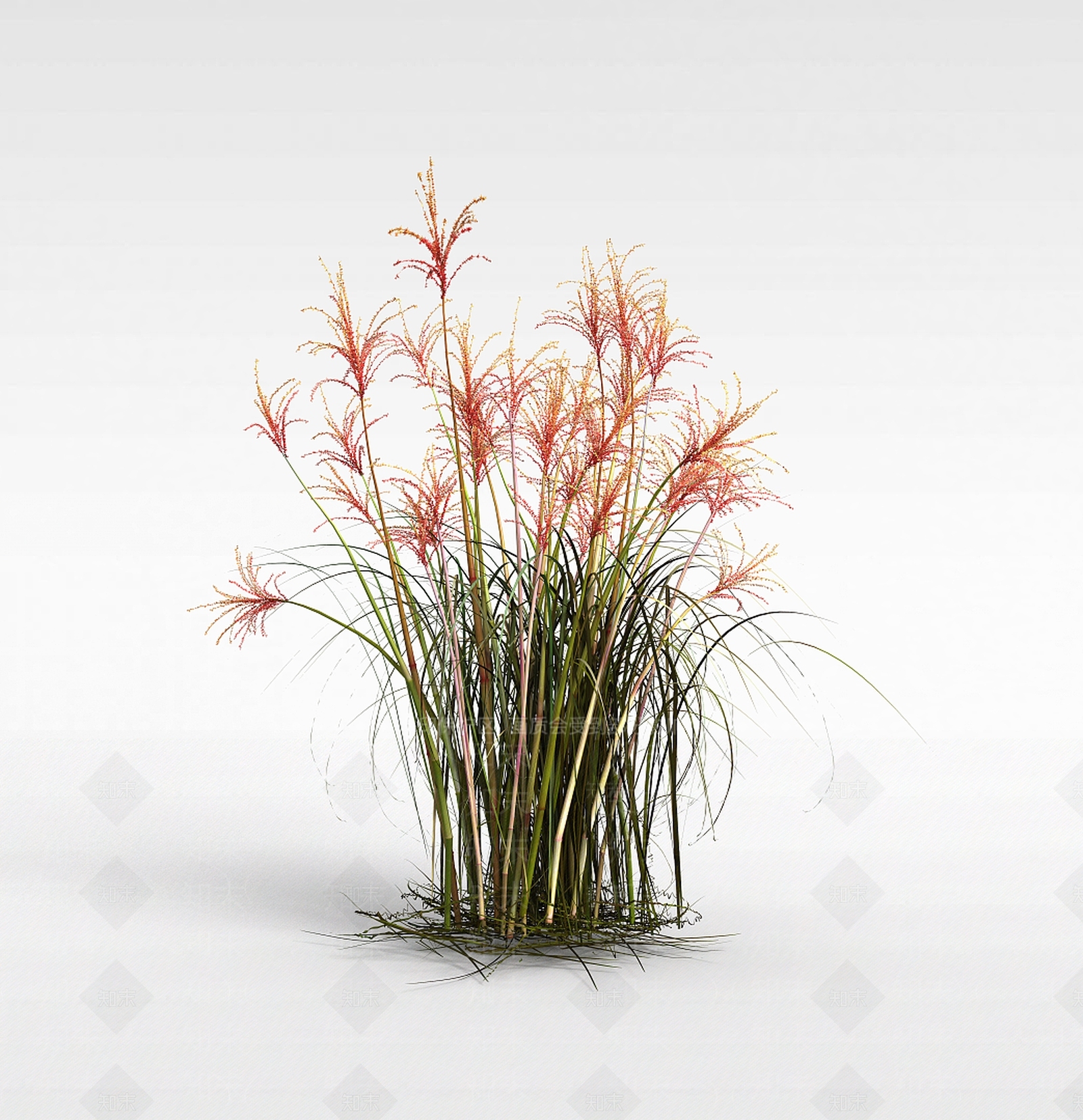 现代芦苇草3D模型下载【ID:1198608281】
