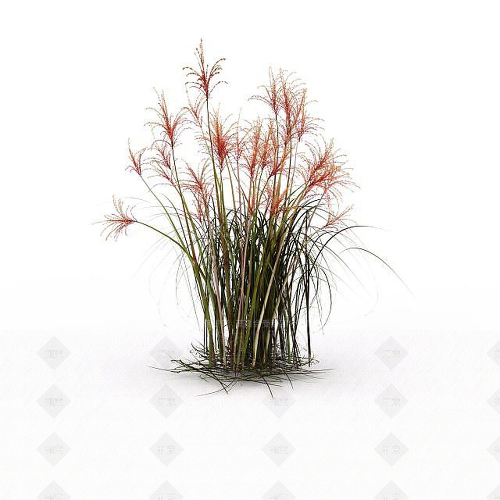 现代芦苇草3D模型下载【ID:1198608281】