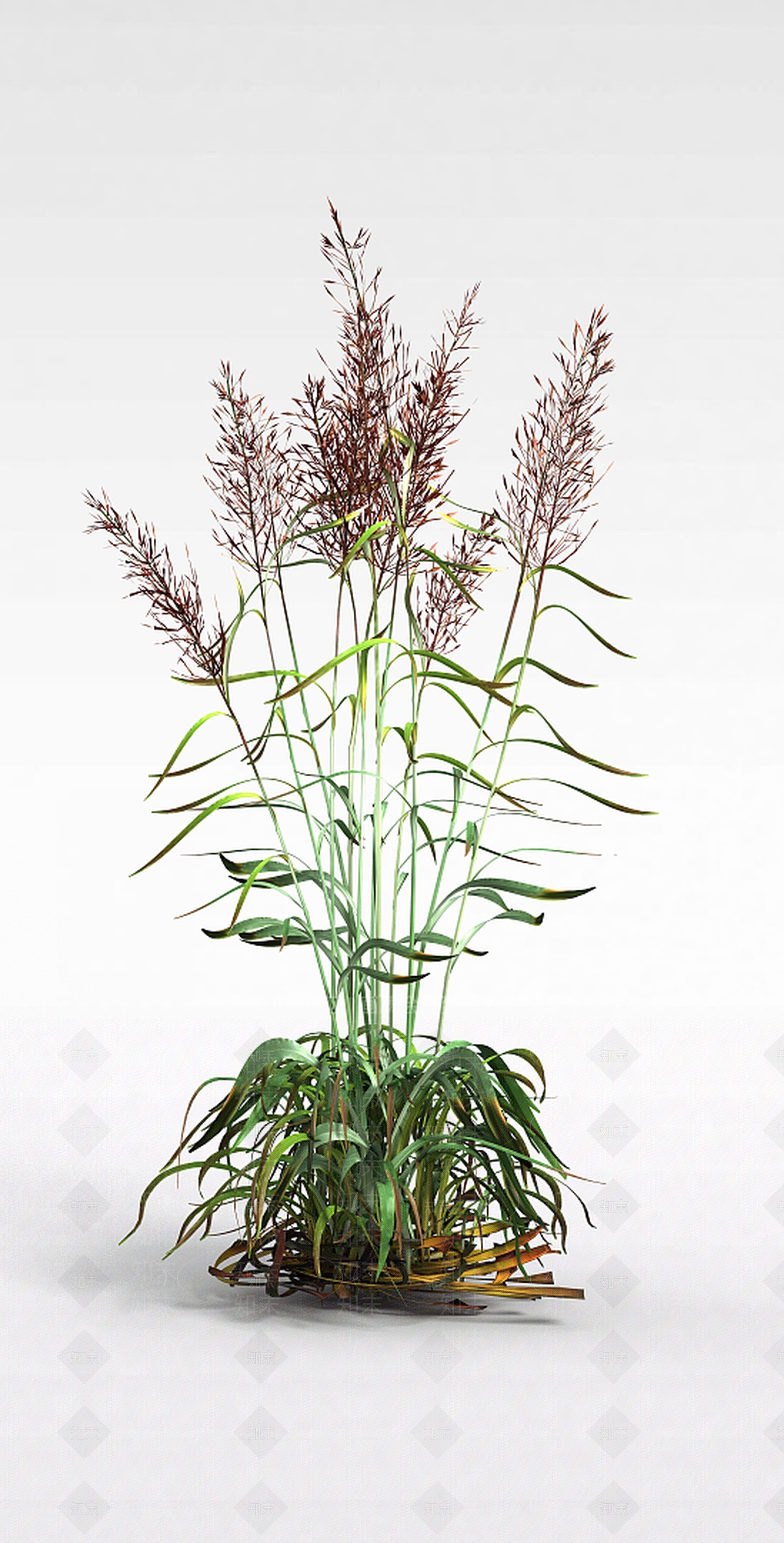 现代芦苇草3D模型下载【ID:1198608265】