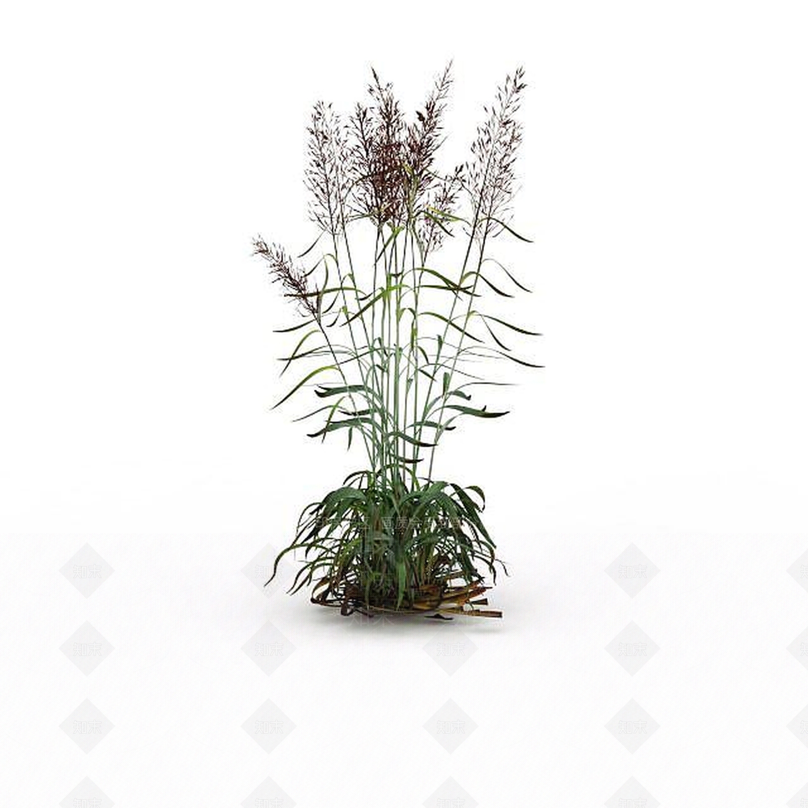 现代芦苇草3D模型下载【ID:1198608265】