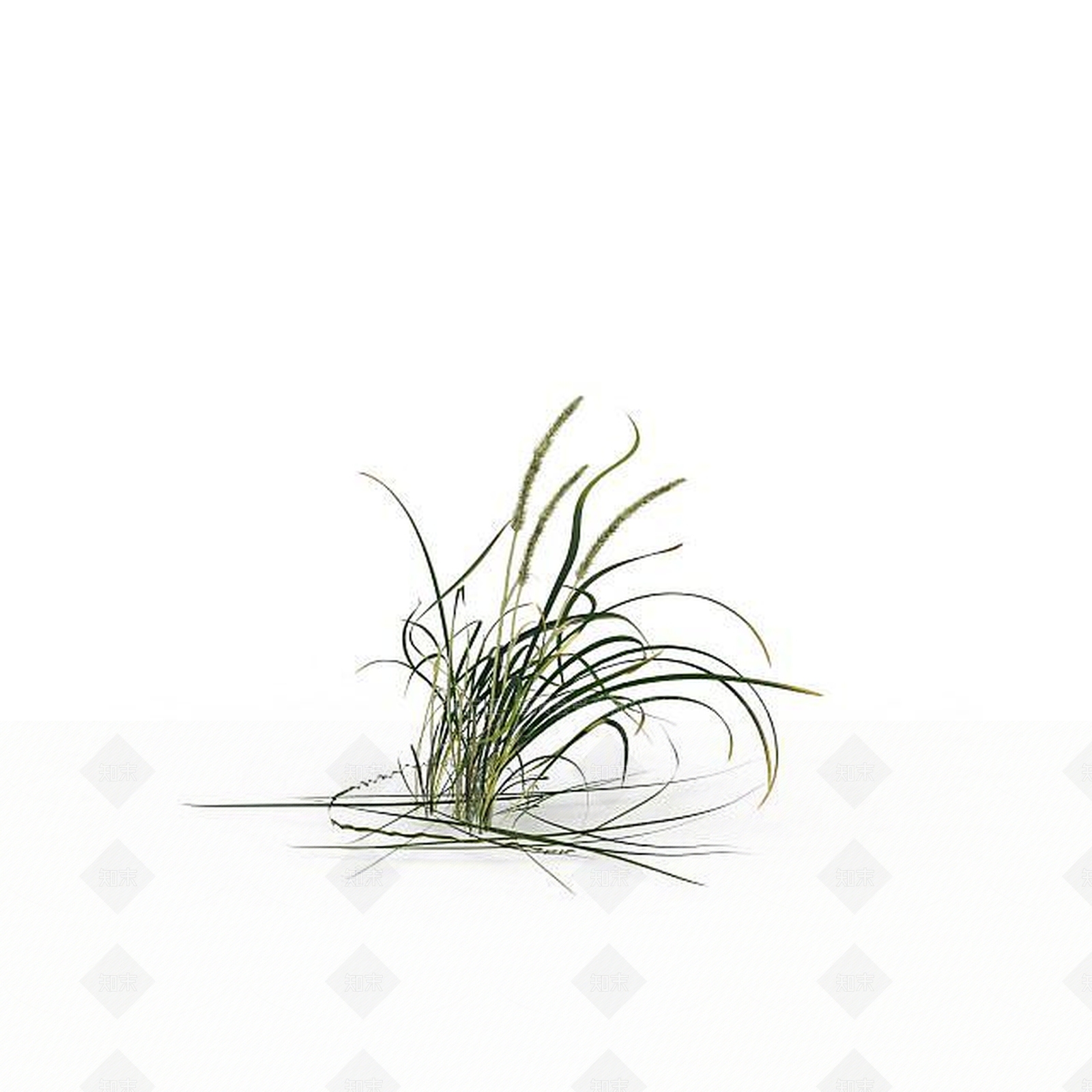 现代黑麦草3D模型下载【ID:1198608998】
