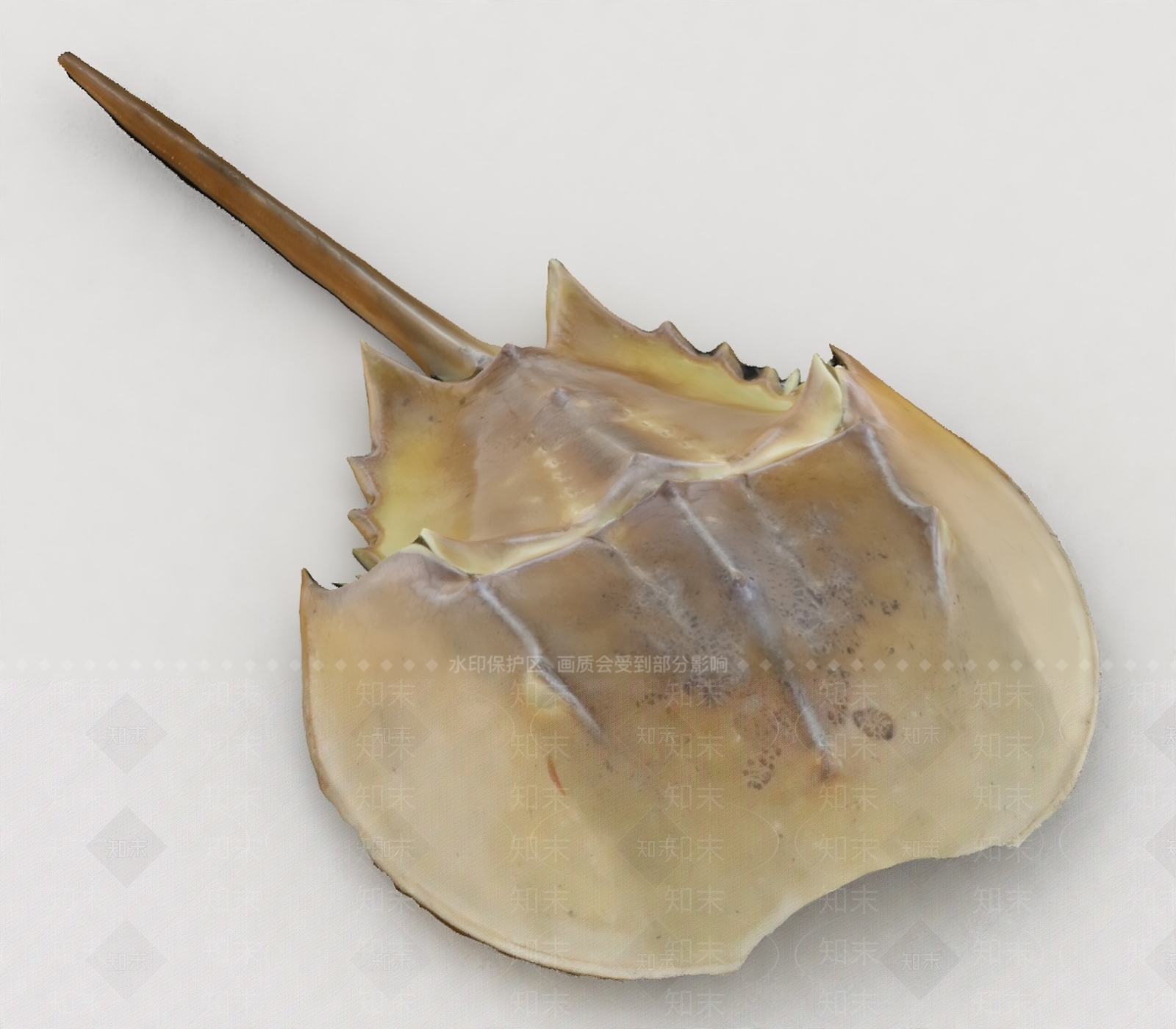 水生类动物3D模型下载【ID:1198577455】