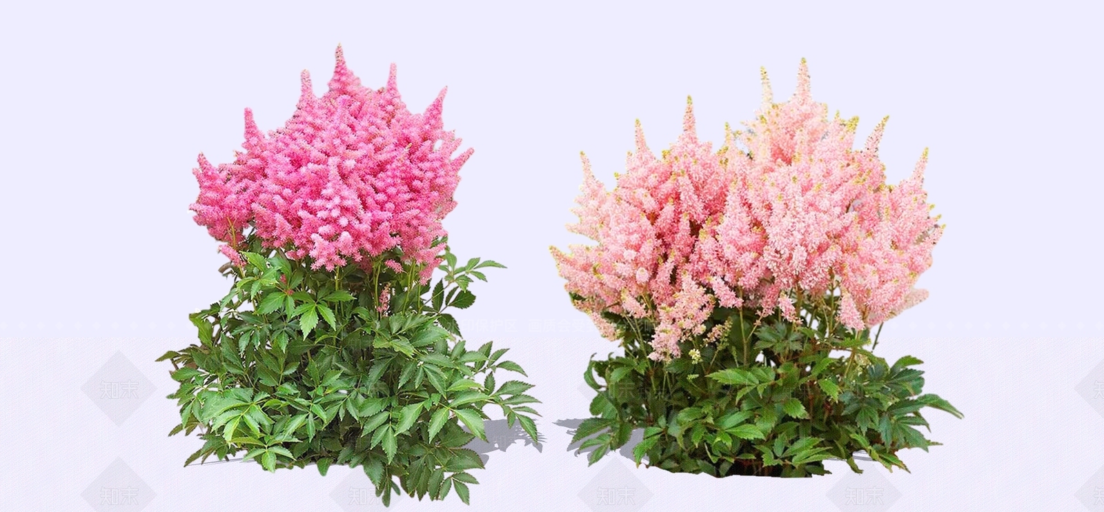 花草SU模型下载【ID:1198686043】