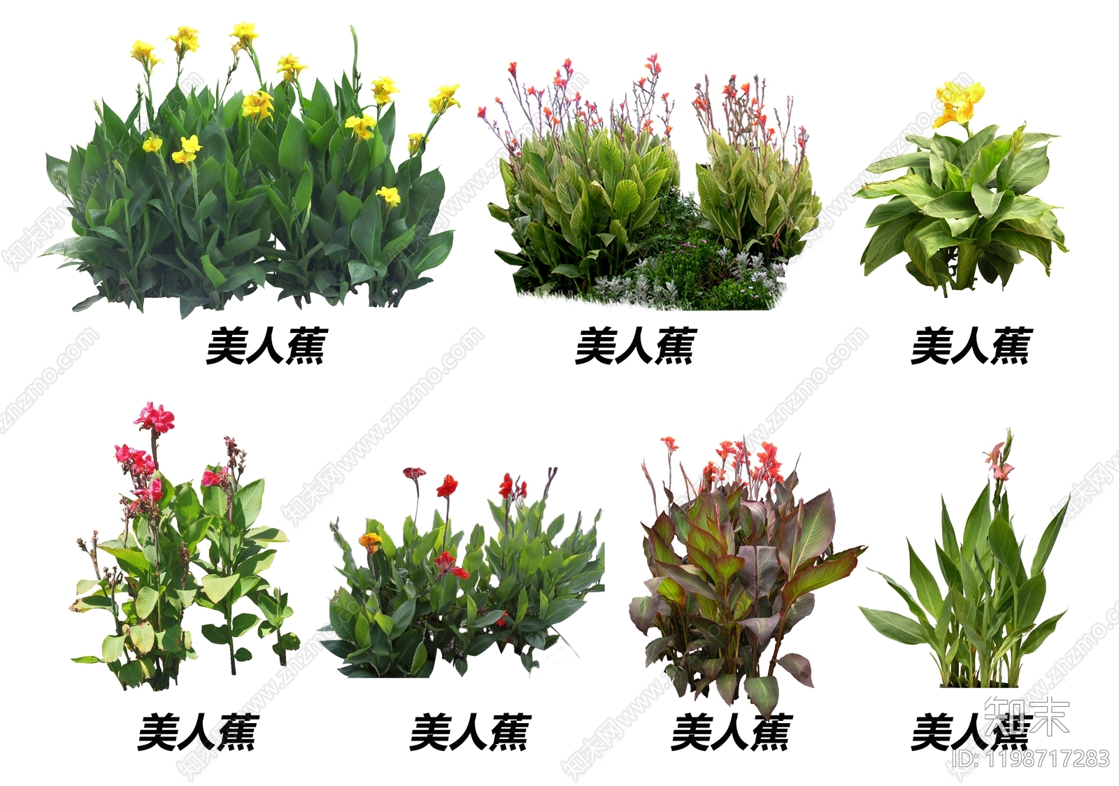 现代其他花草下载【ID:1198717283】