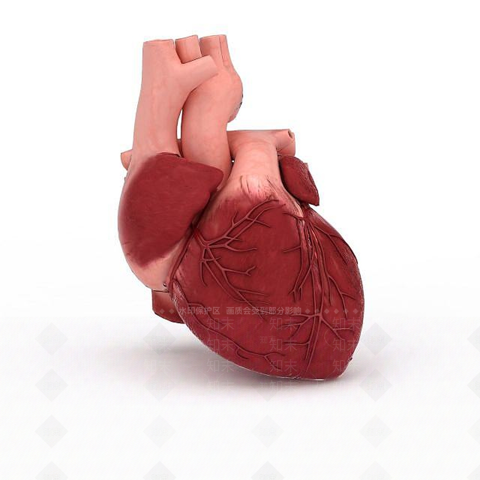 现代心脏3D模型下载【ID:1198874491】