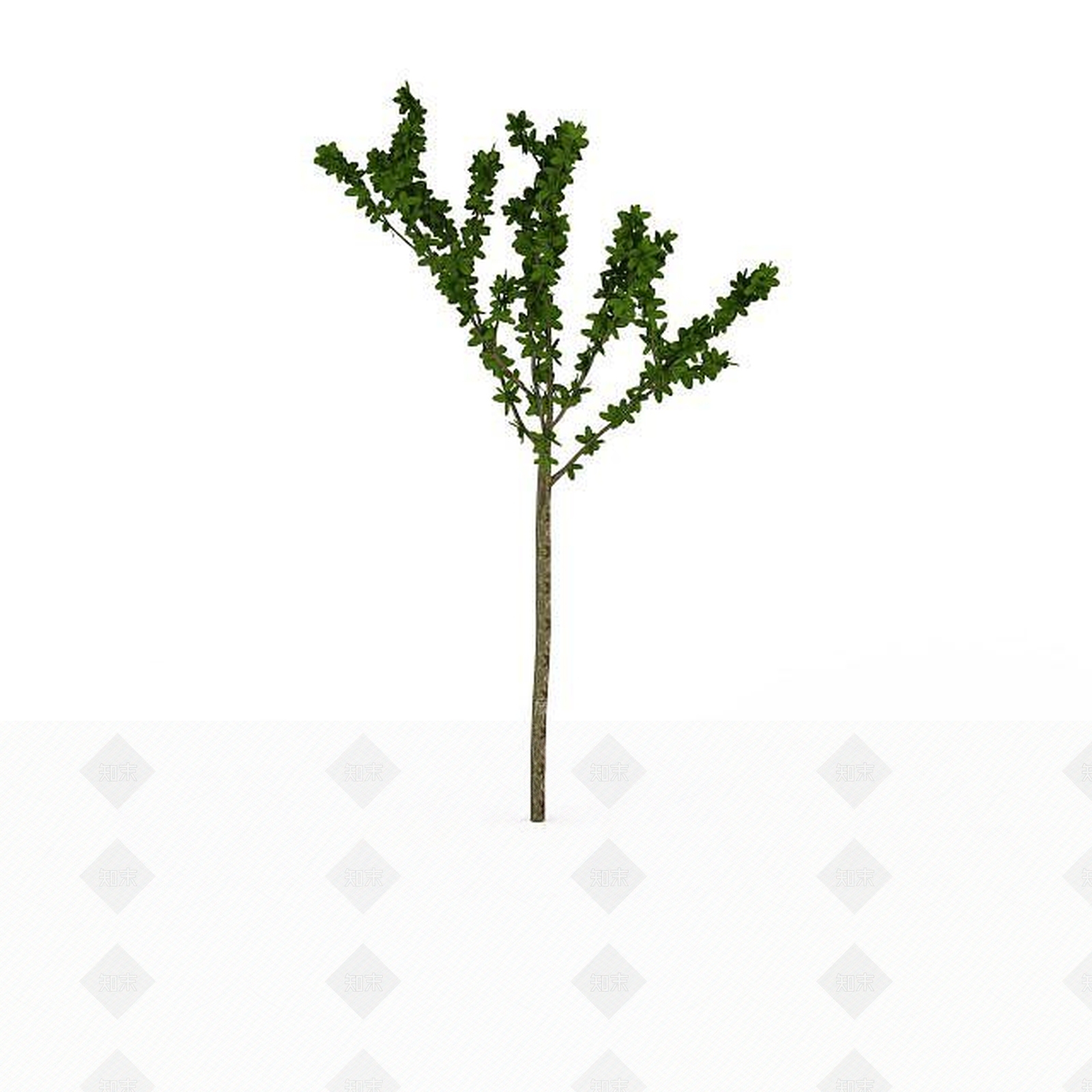 现代小区景观树3D模型下载【ID:1198878121】