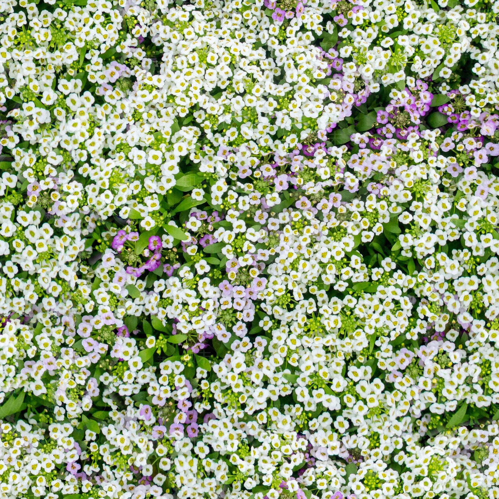 现代草地纹理贴图下载【ID:1198887190】