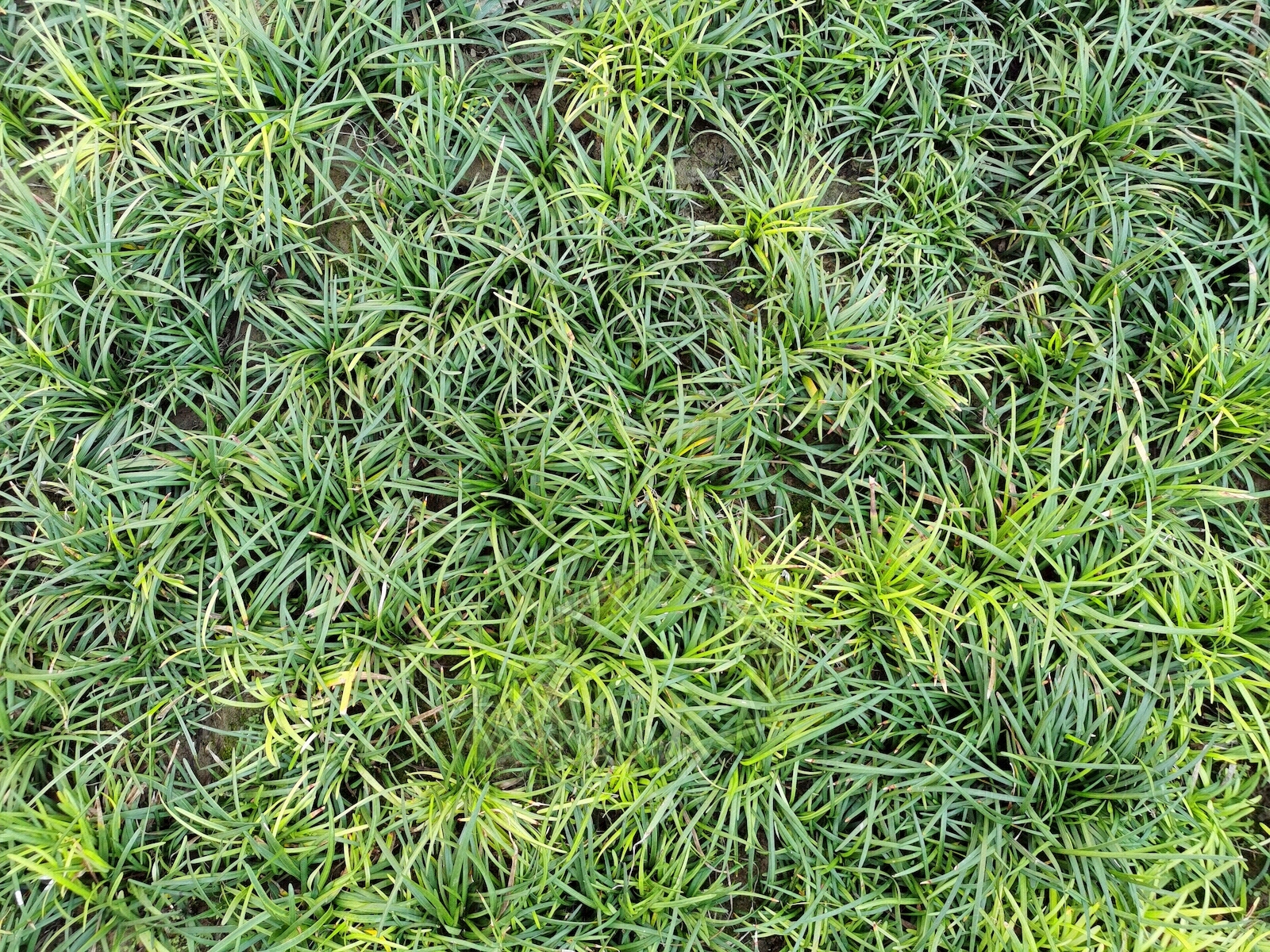 现代草地纹理贴图下载【ID:1198927787】